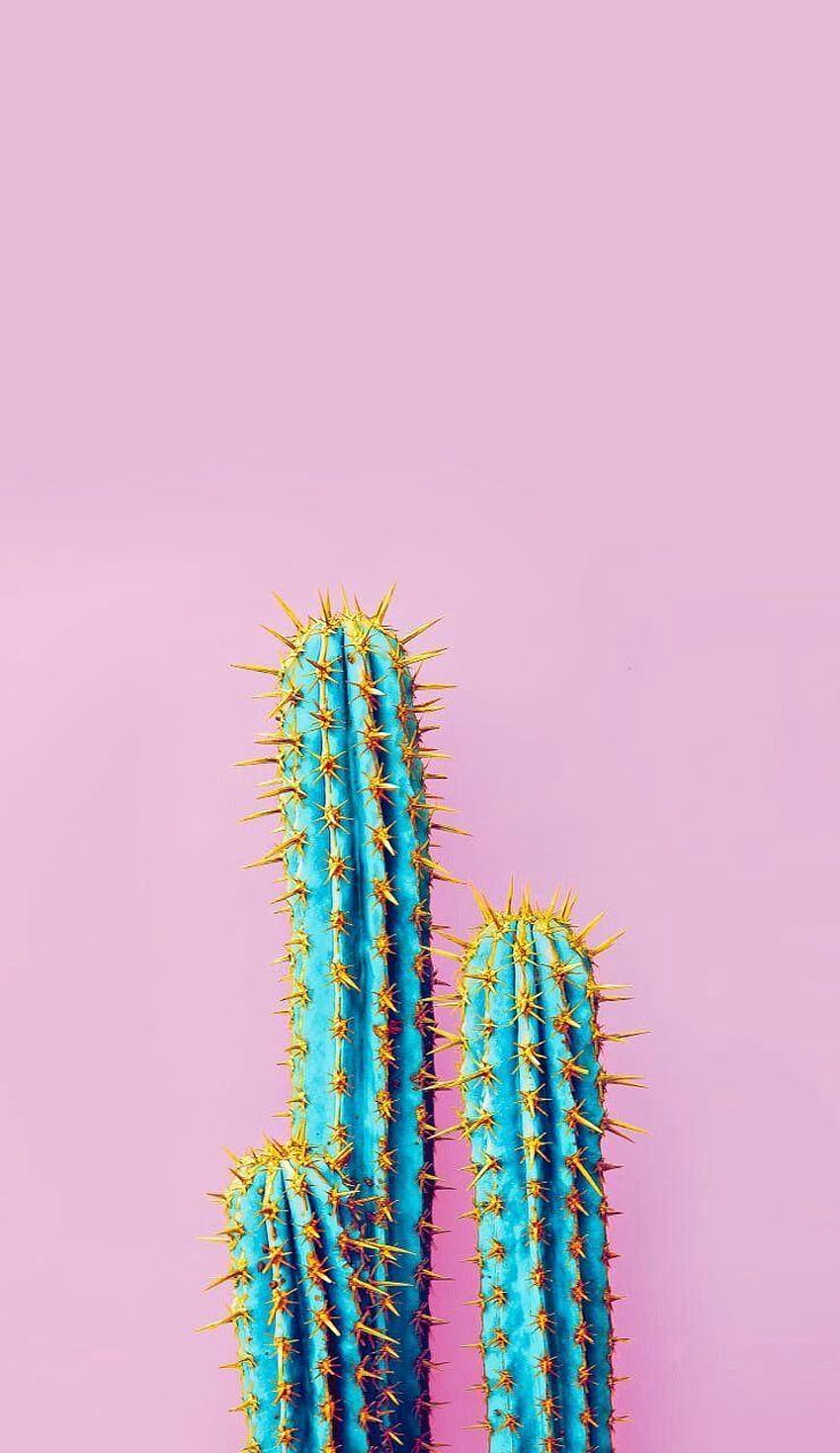 IPhone and Android : Cactus iPhone, colorful cactuses aesthetic HD phone wallpaper