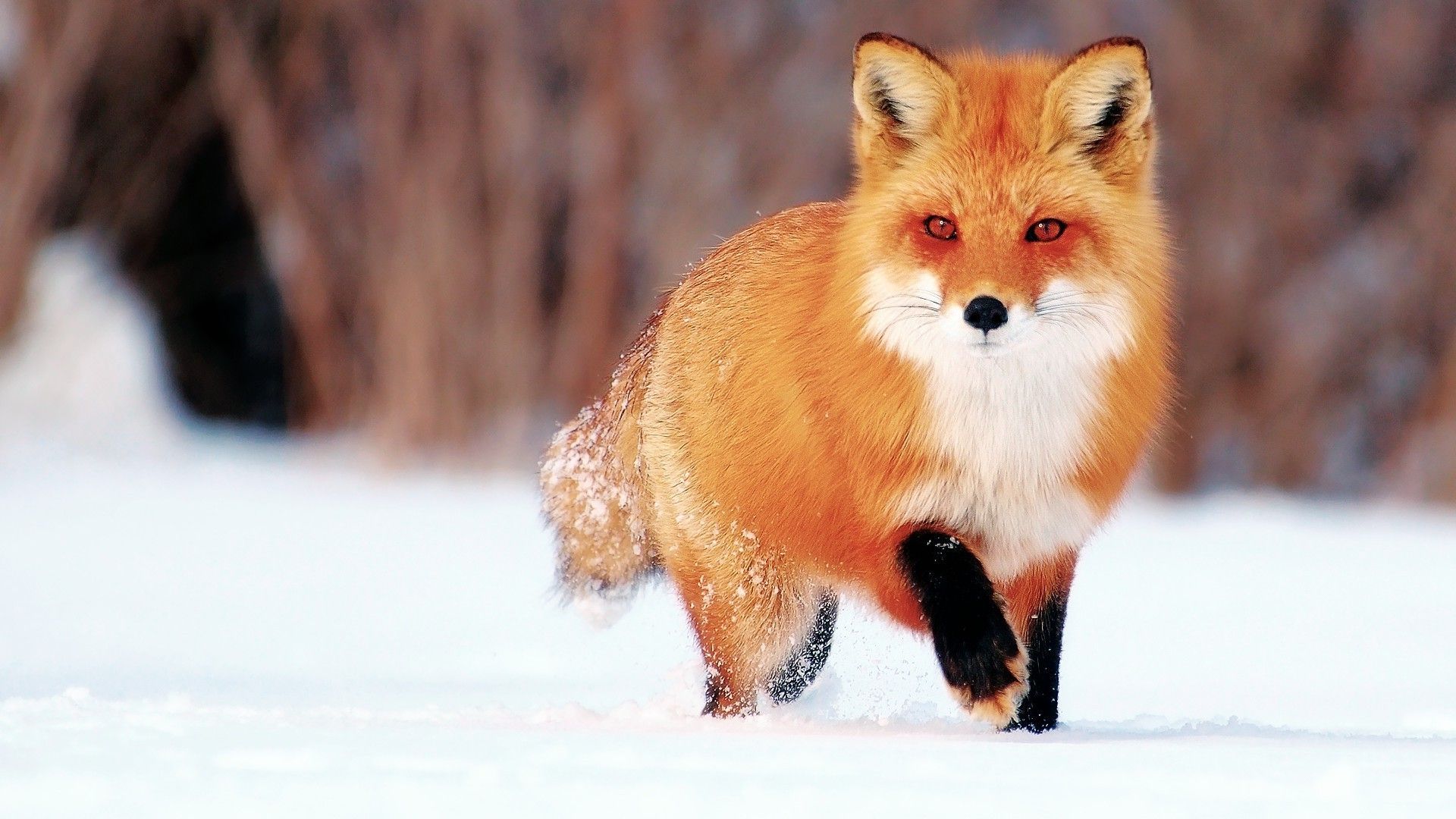 A red fox standing in the snow - Fox