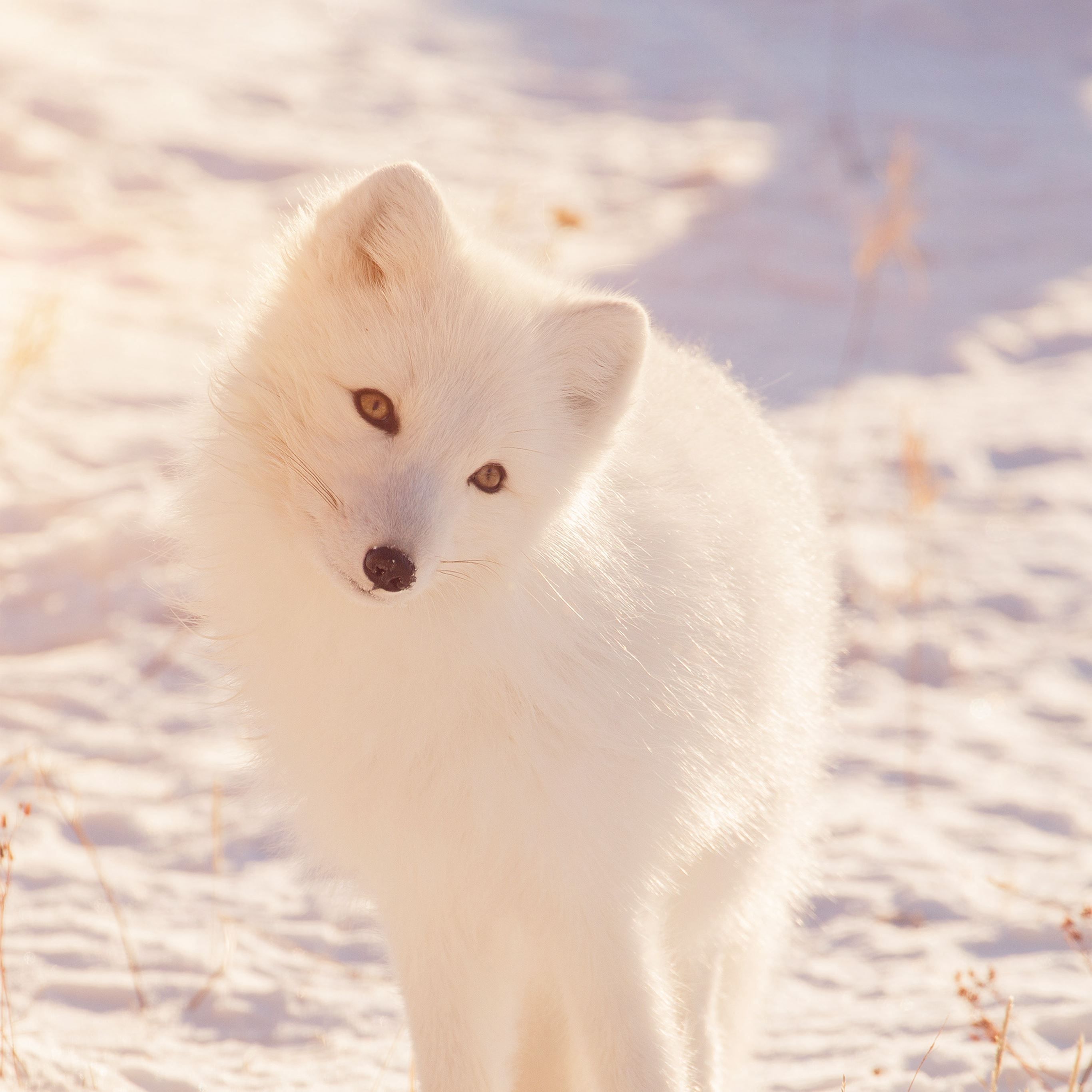 A white fox standing in the snow - Fox