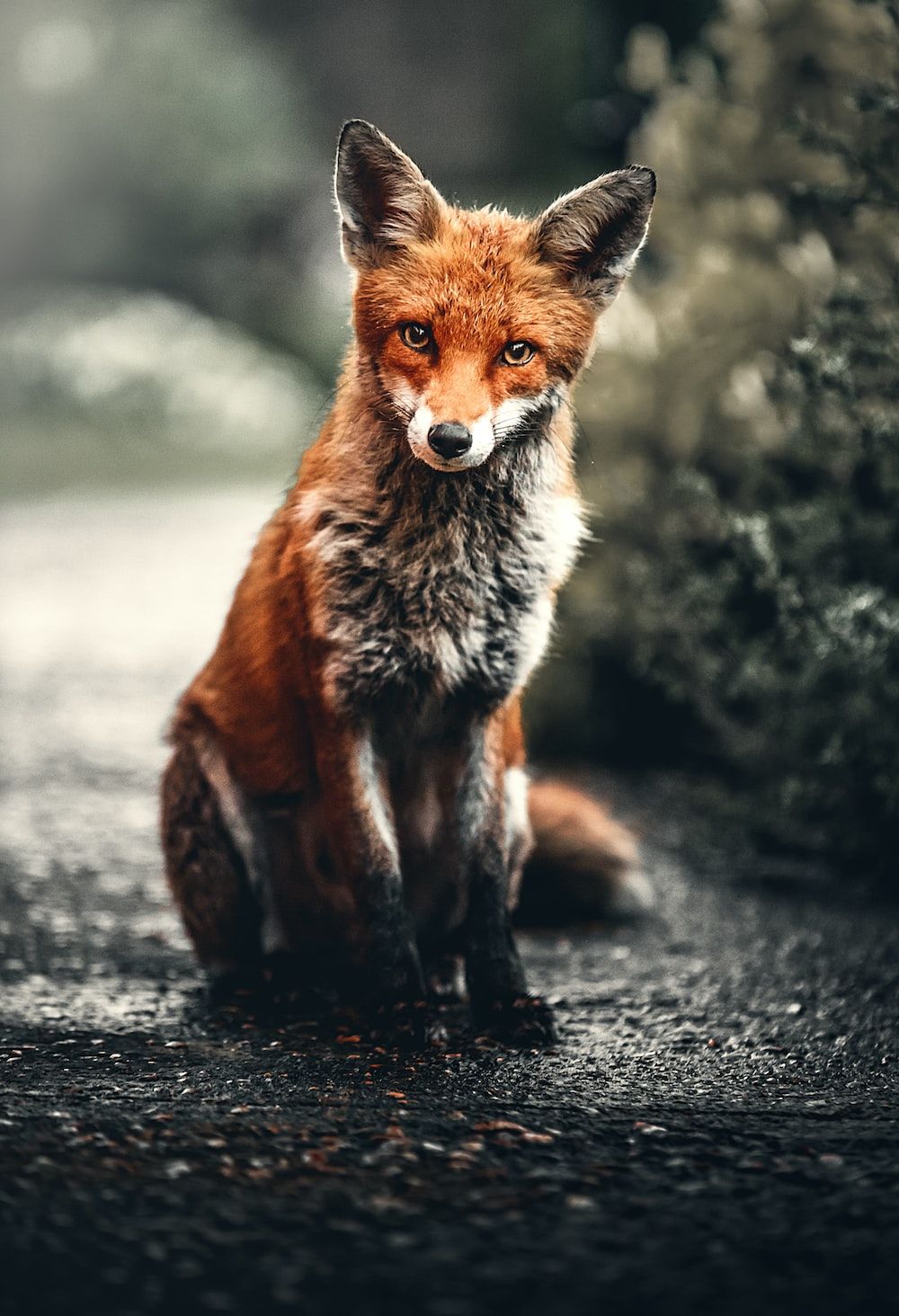 A red fox sitting on the ground - Fox