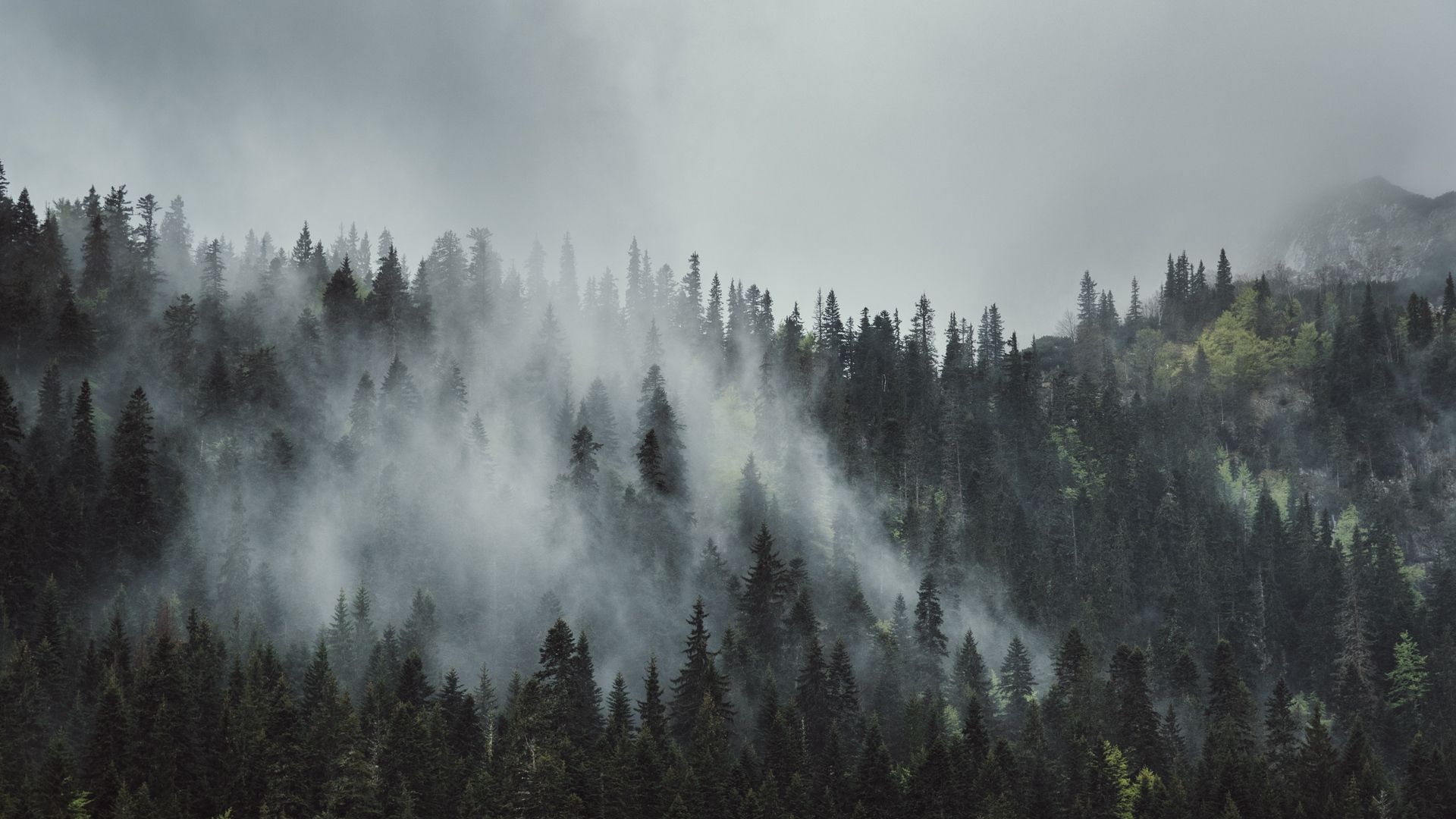 A foggy forest with trees in the fog - Fog, foggy forest