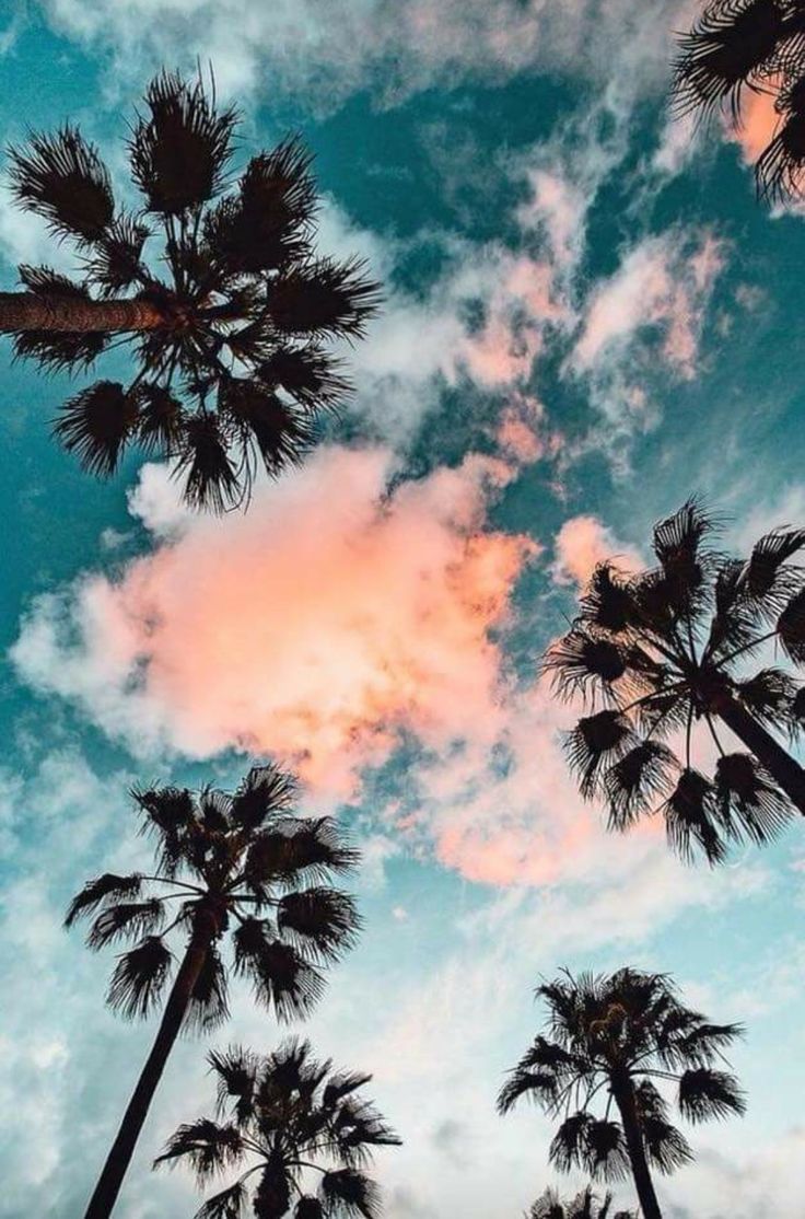 Palm trees with a pink sky - Palm tree