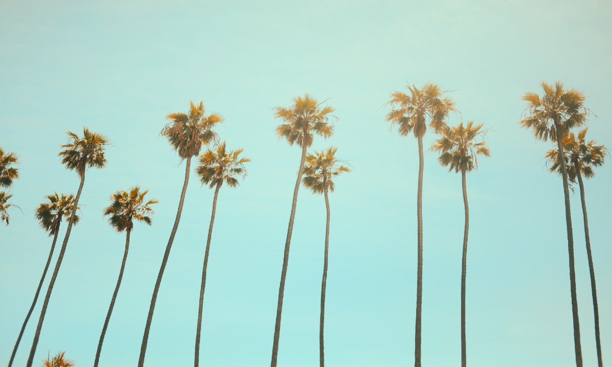 A vintage photo of palm trees reaching towards the sky. - Palm tree
