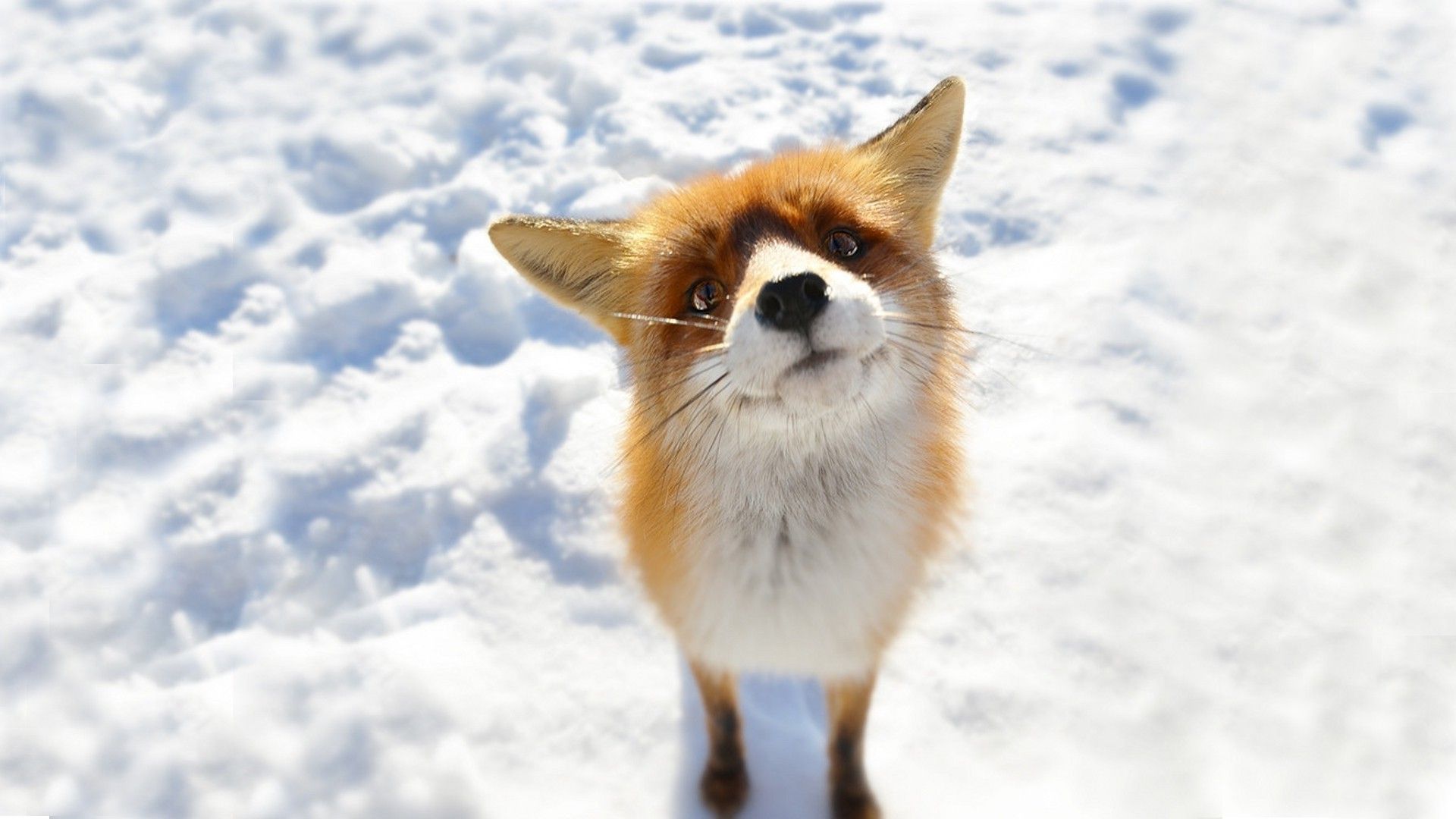 A fox is standing in the snow - Fox