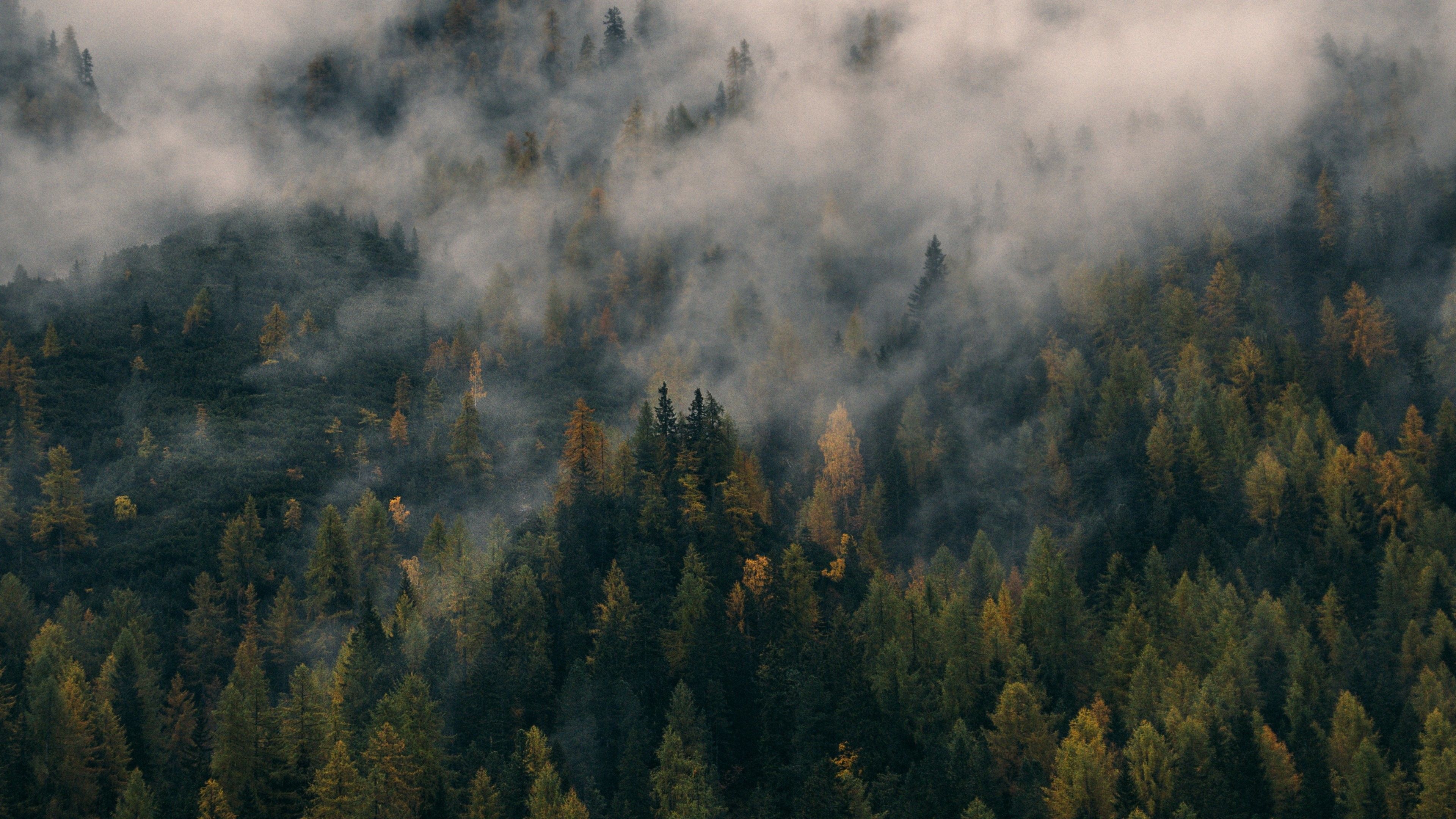A forest of trees with low hanging clouds. - Fog, forest, foggy forest