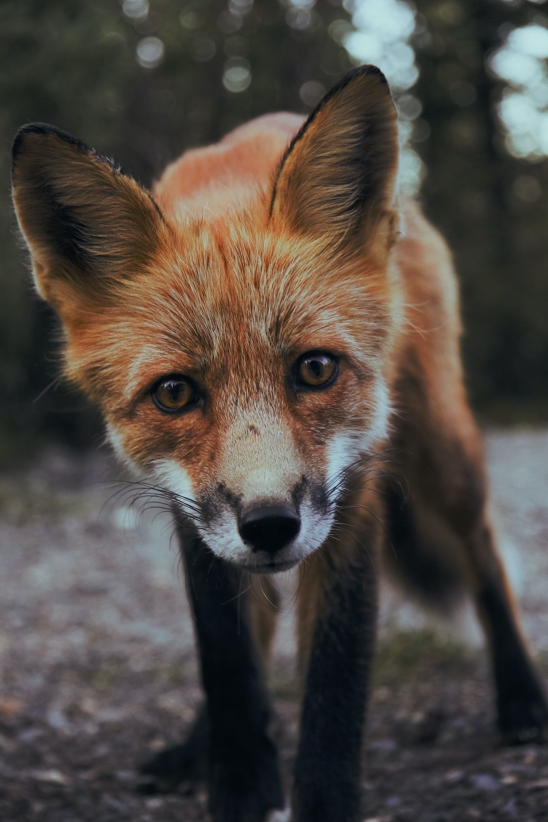 A fox is standing on the ground - Fox