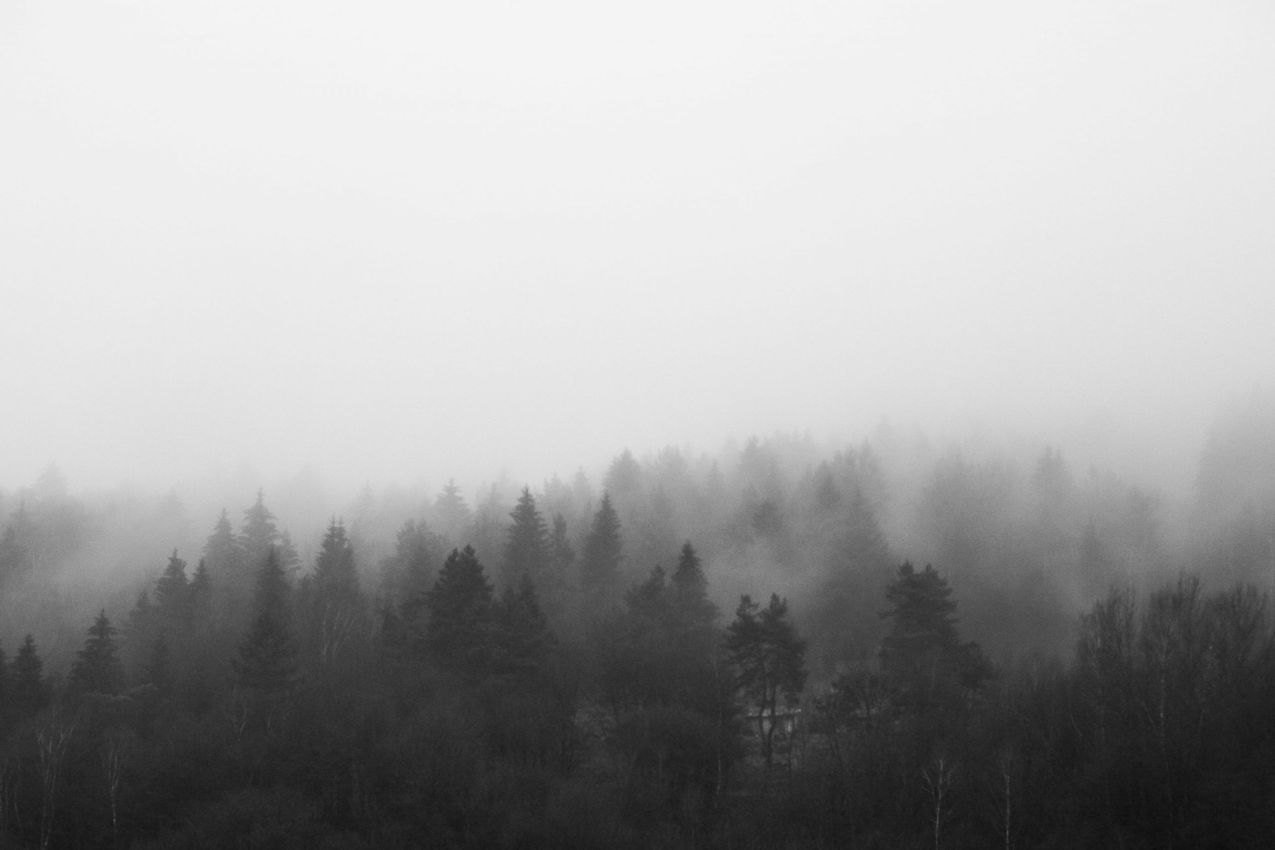 A black and white photo of a foggy forest. - Fog, foggy forest