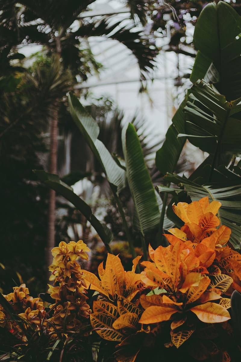 Greenhouse, plants, flowers, leaves, vegetation, HD phone wallpaper