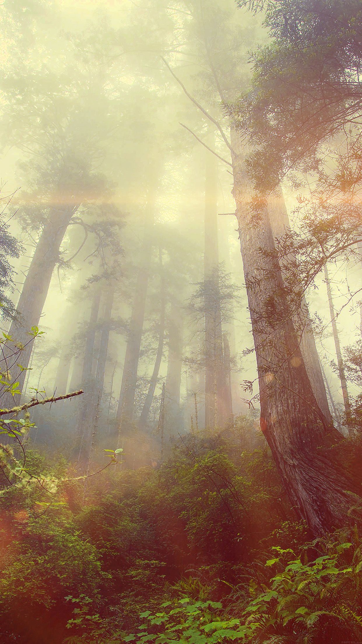 A forest with tall trees and greenery - Fog, foggy forest