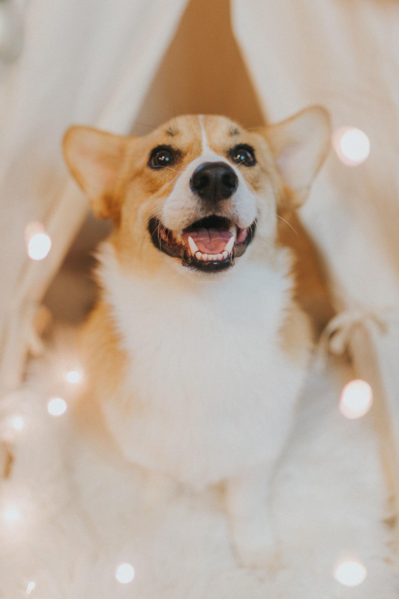 Aesthetic Corgi Wallpaper Free Aesthetic Corgi Background