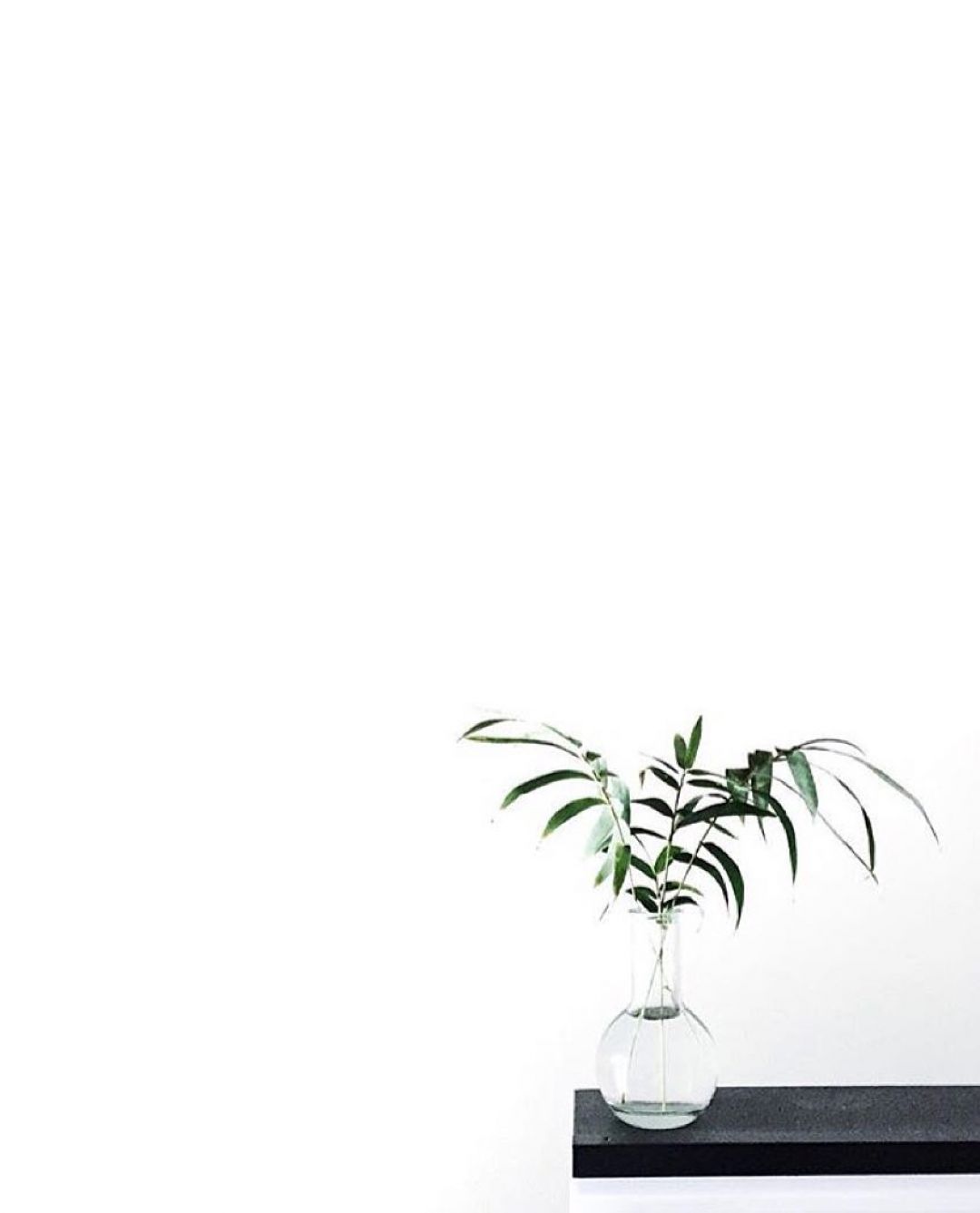 Free download White Aesthetic Plants Wallpaper Top White