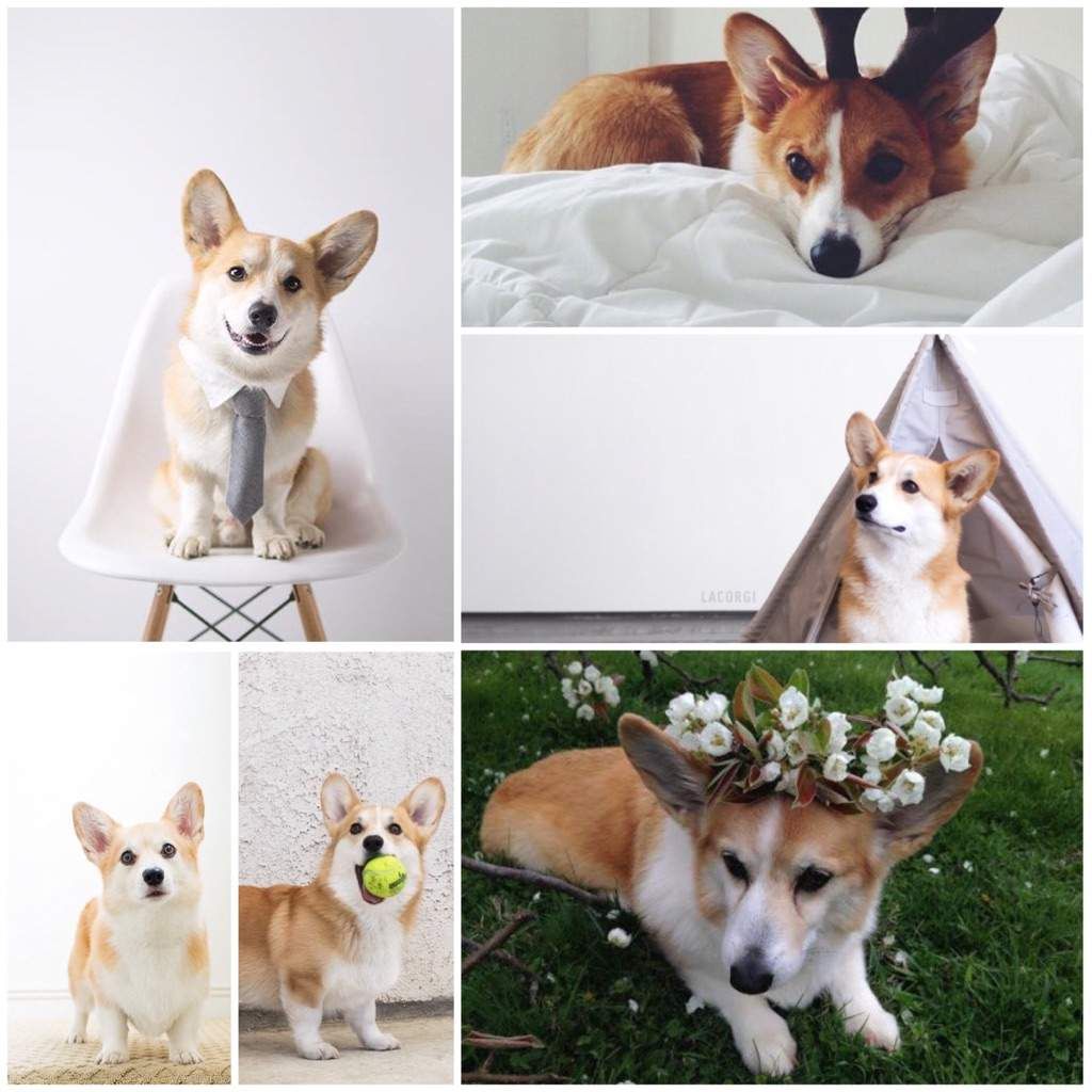 Corgi Aesthetic. Corgi, Puppies, Yellow aesthetic