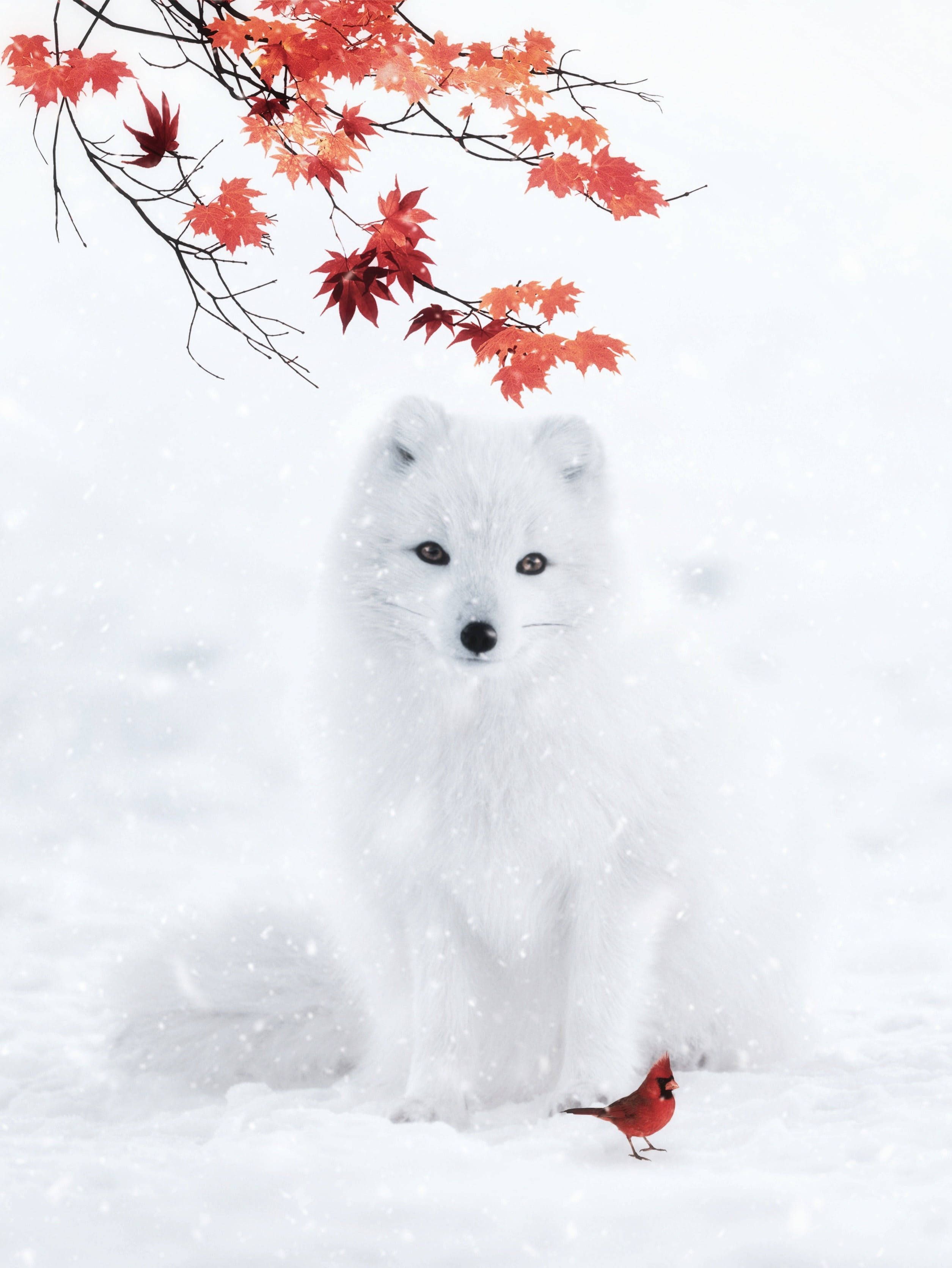 A white fox sitting in the snow with red leaves - Fox