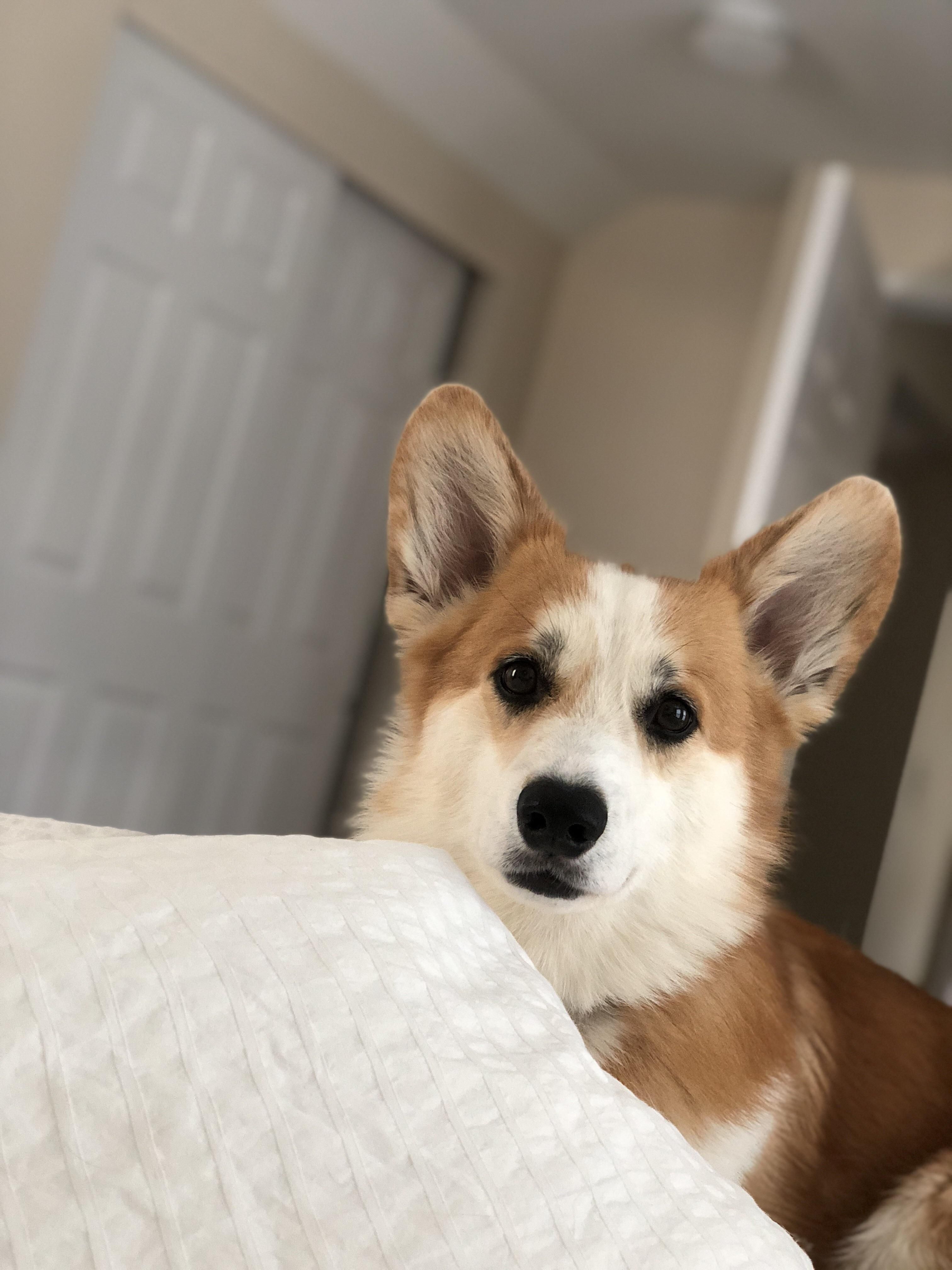 Let's do stuff!. Corgi wallpaper, Corgi, Stuff to do