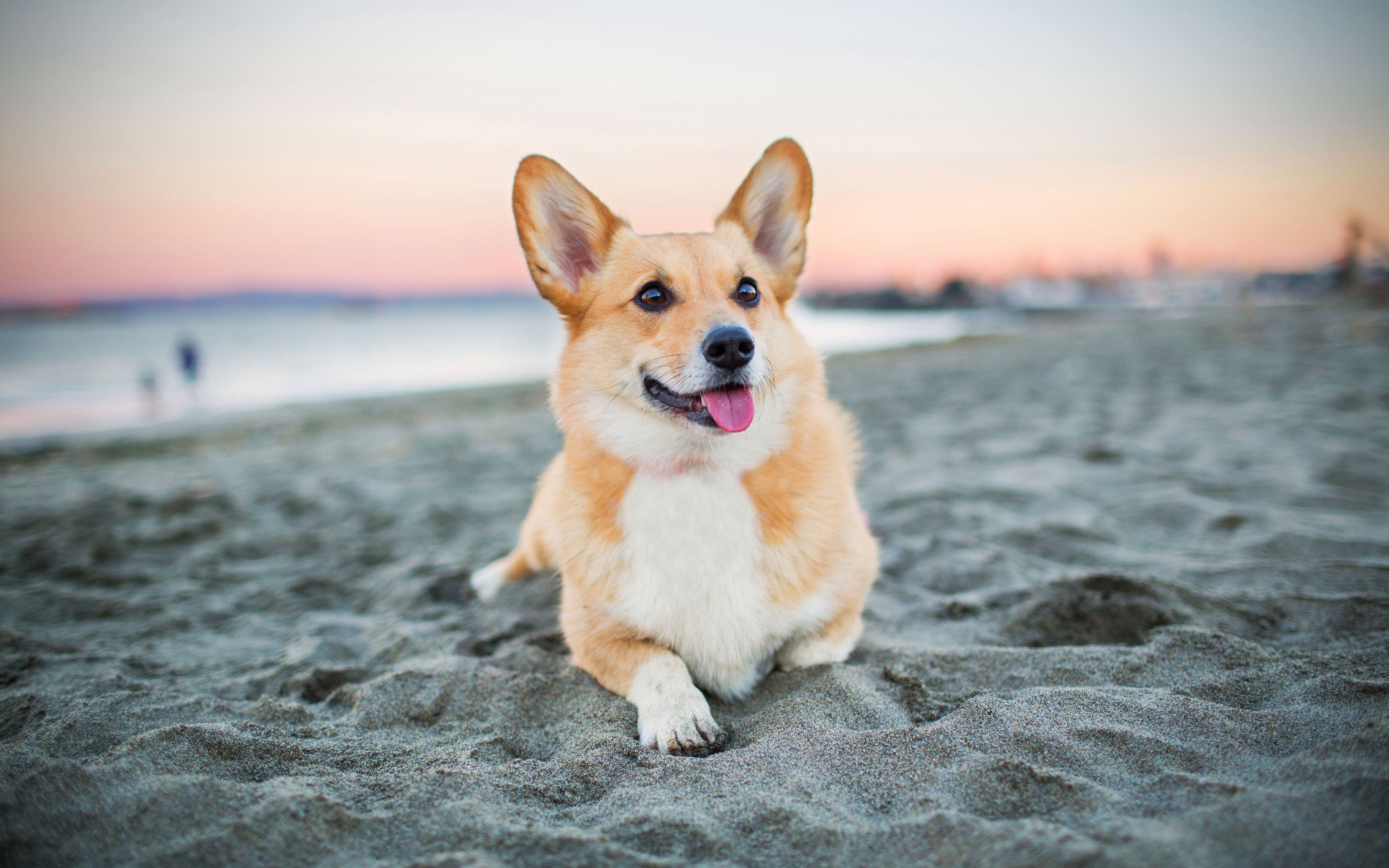 Corgi Summer Wallpaper