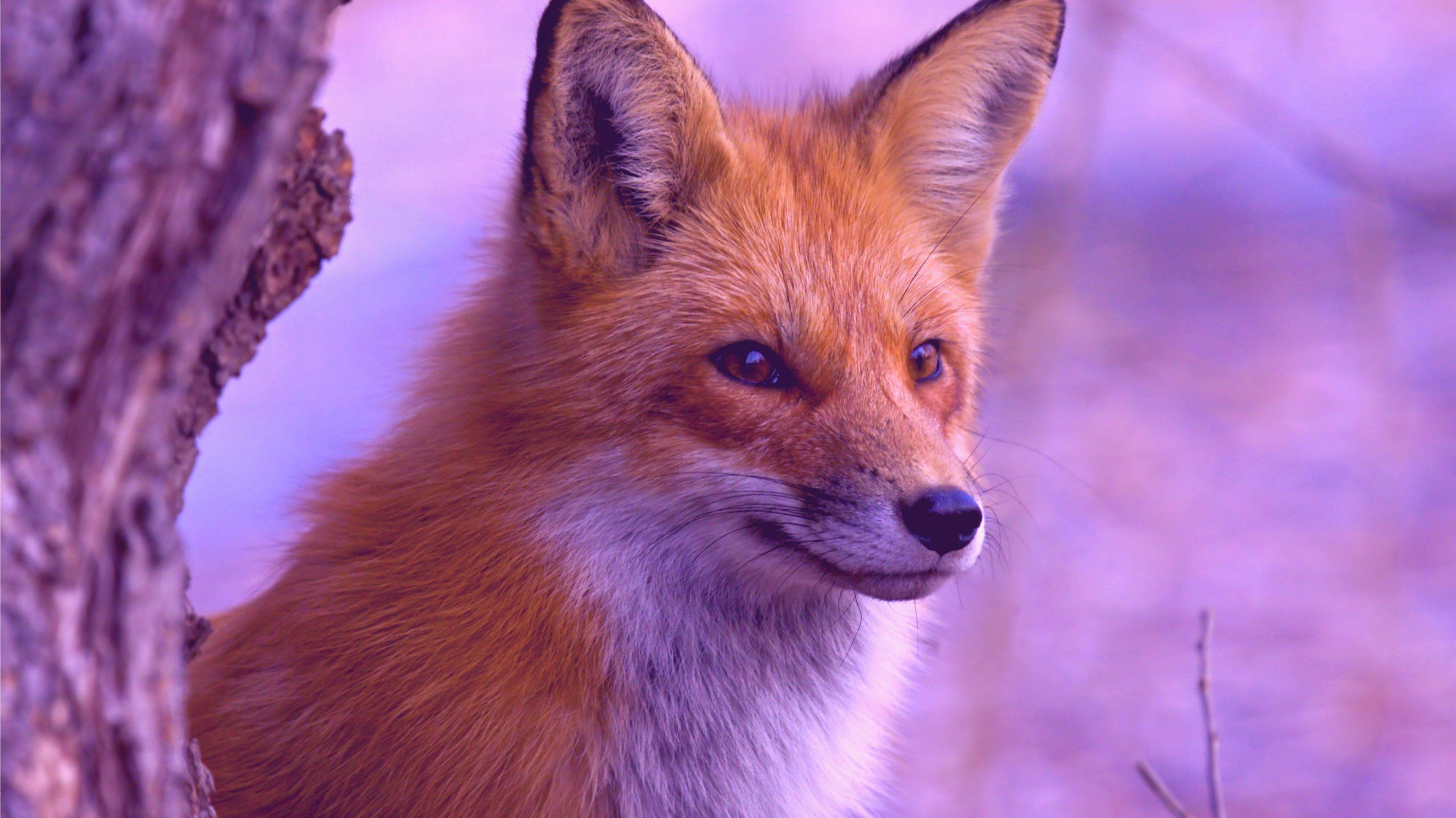 A fox is sitting in front of tree - Fox