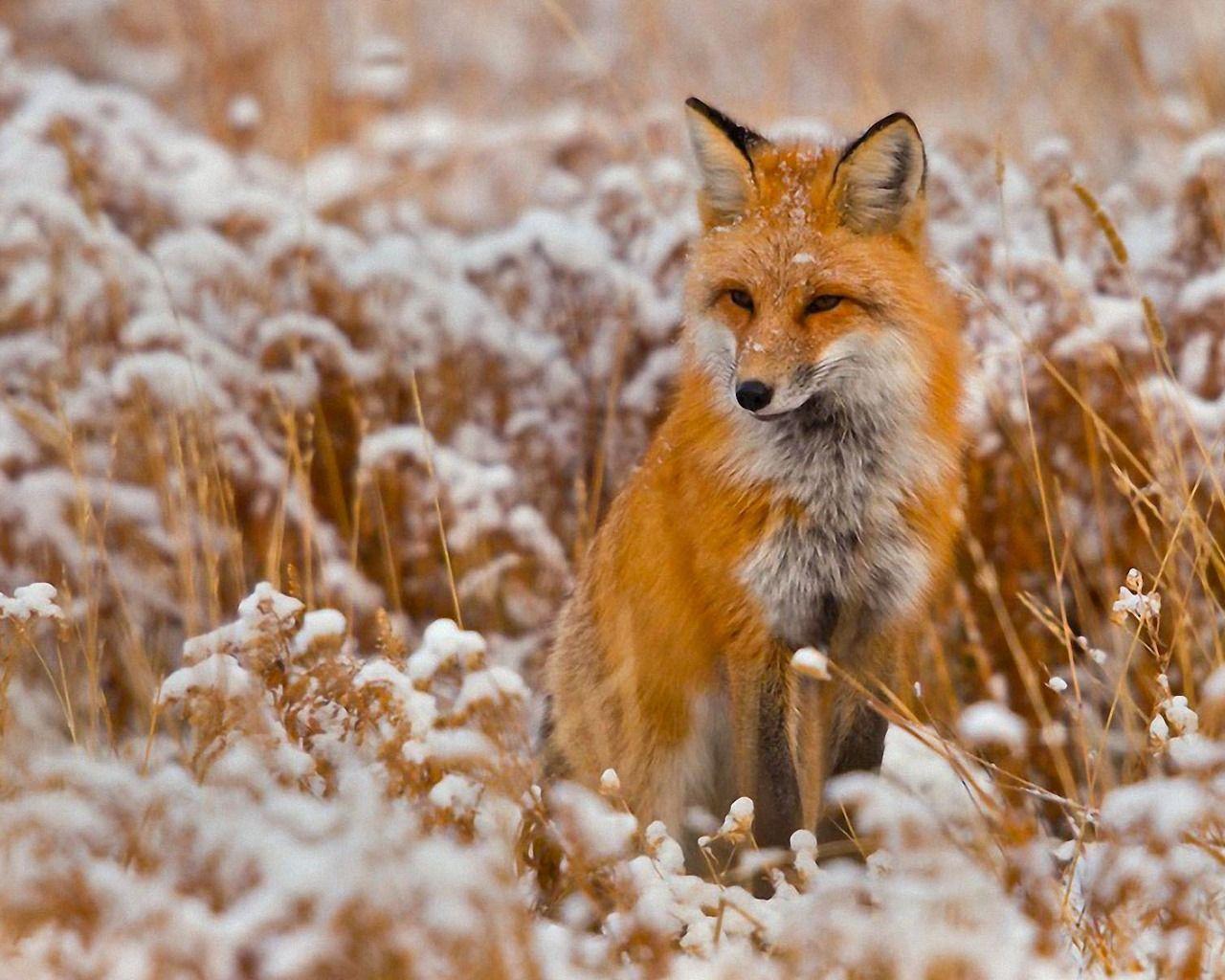 A fox is standing in the snow - Fox