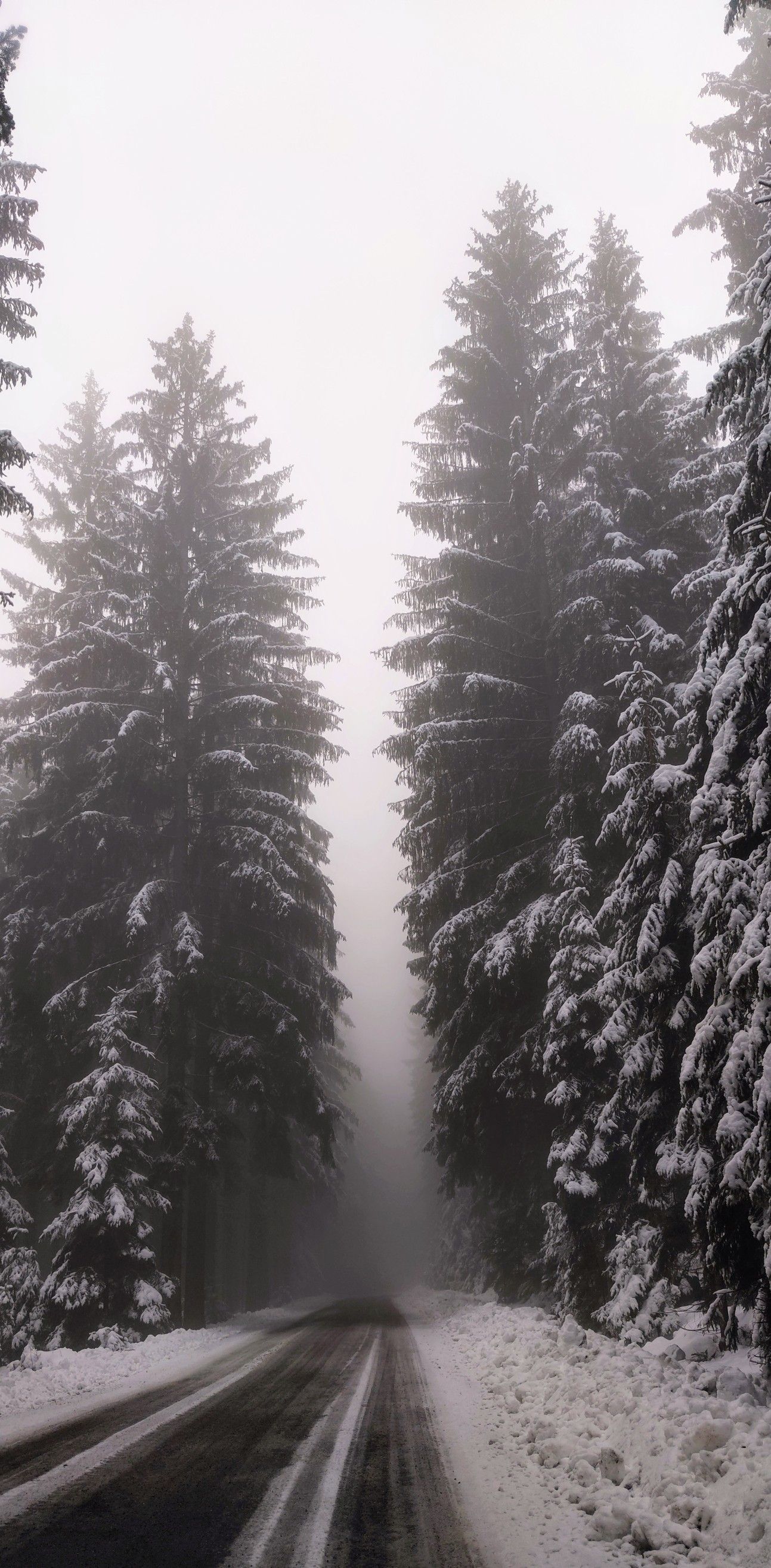 A snowy road surrounded by trees in the fog. - Fog, winter, snow
