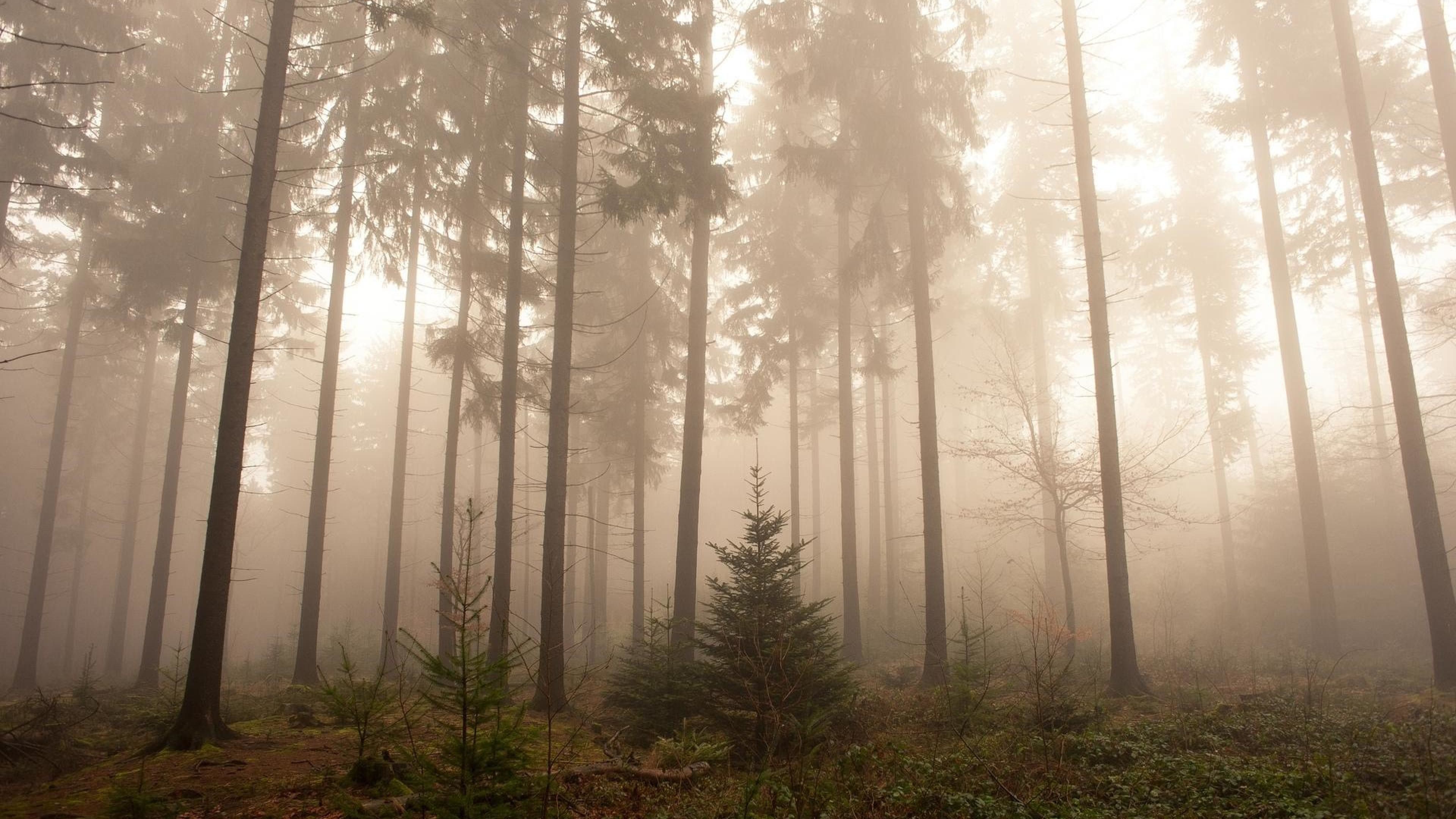 A forest with fog and trees in the background - Fog, foggy forest