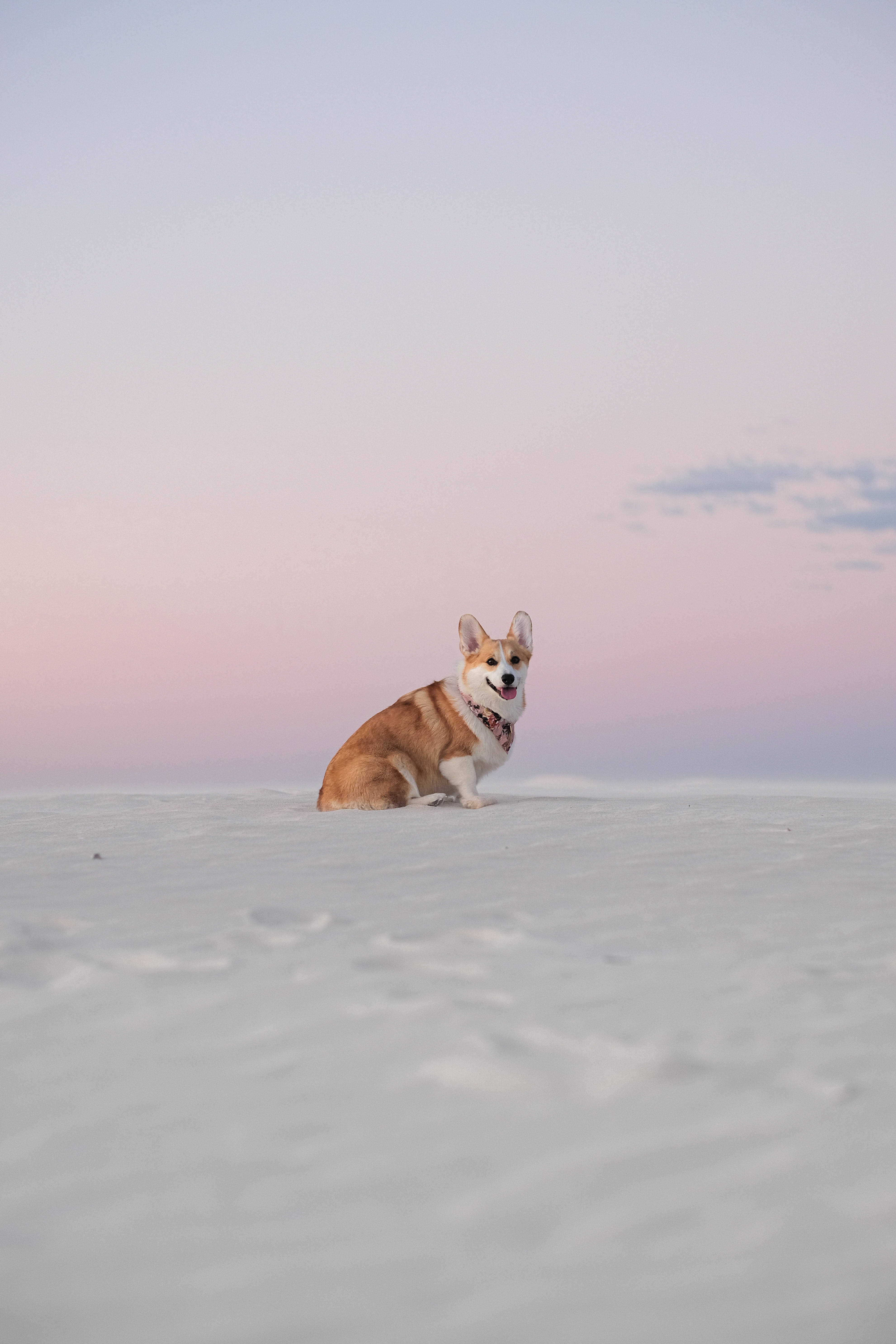 Download Corgi On Snow Sunset Aesthetic Wallpaper