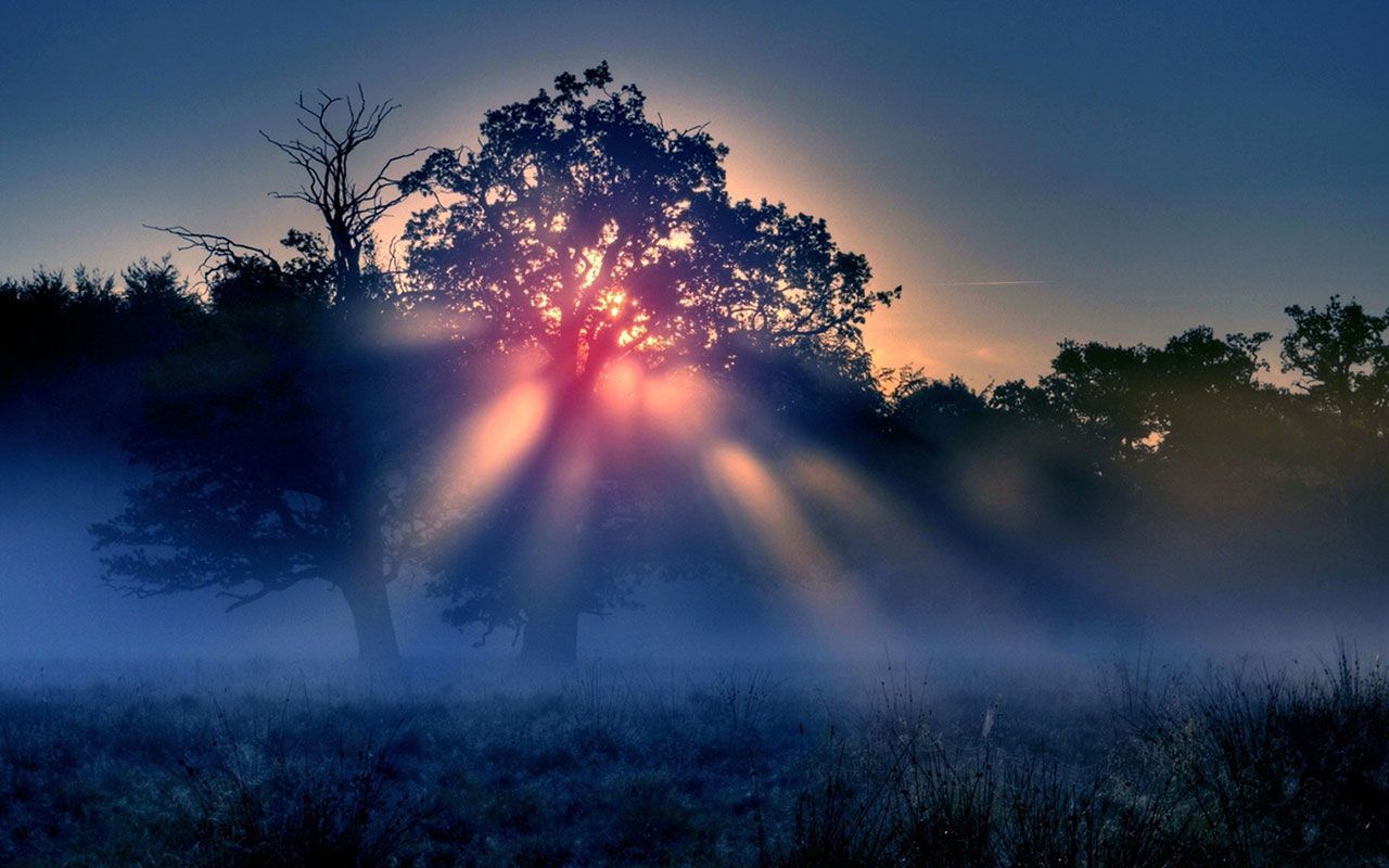 Sun rays through the misty trees wallpaper 1920x1200 - Fog