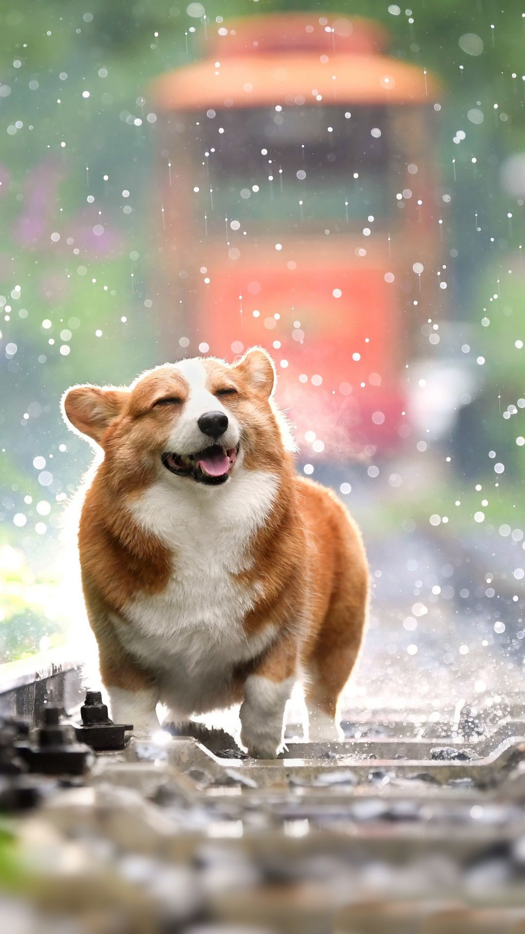 Corgi Phone Wallpaper Free Corgi Phone Background