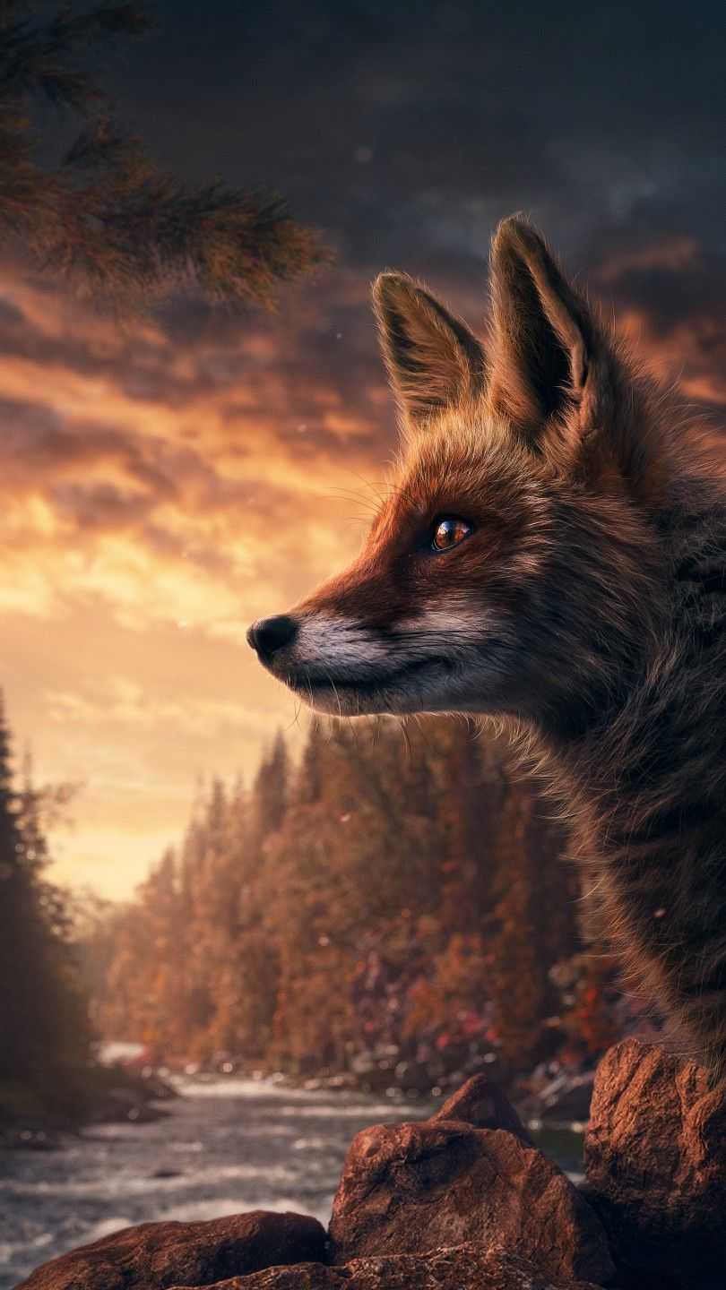 A fox in the forest - Fox