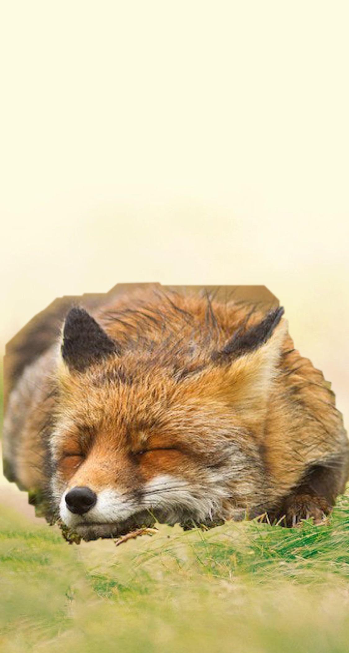 A fox is sleeping on the grass - Fox