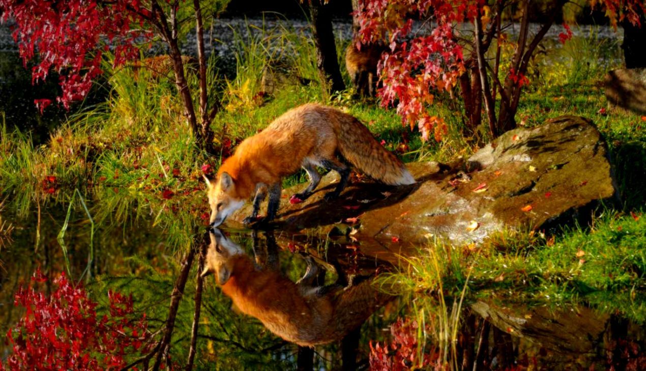 A fox drinks water from a pond - Fox