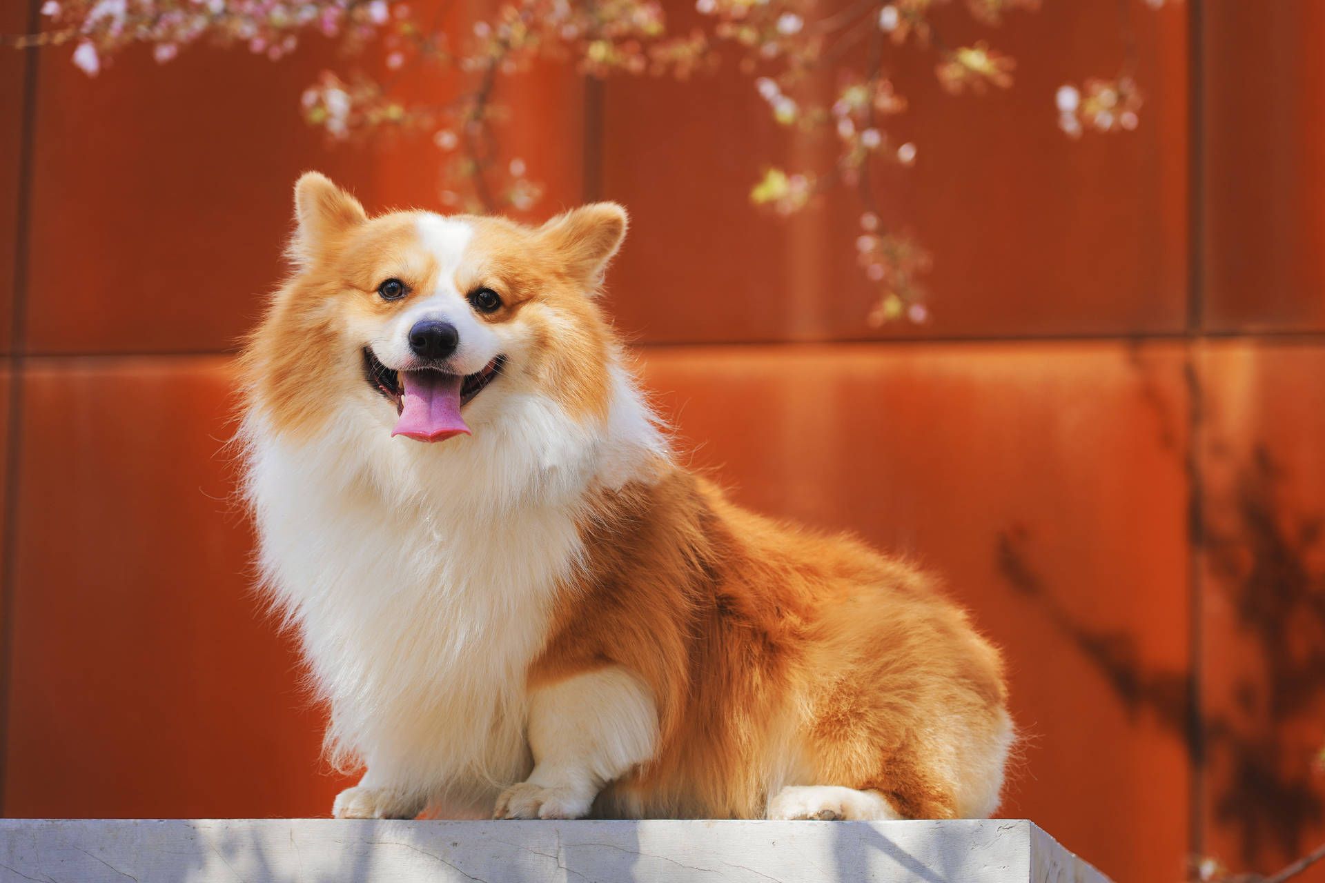 Free Corgi Wallpaper Downloads, Corgi Wallpaper for FREE