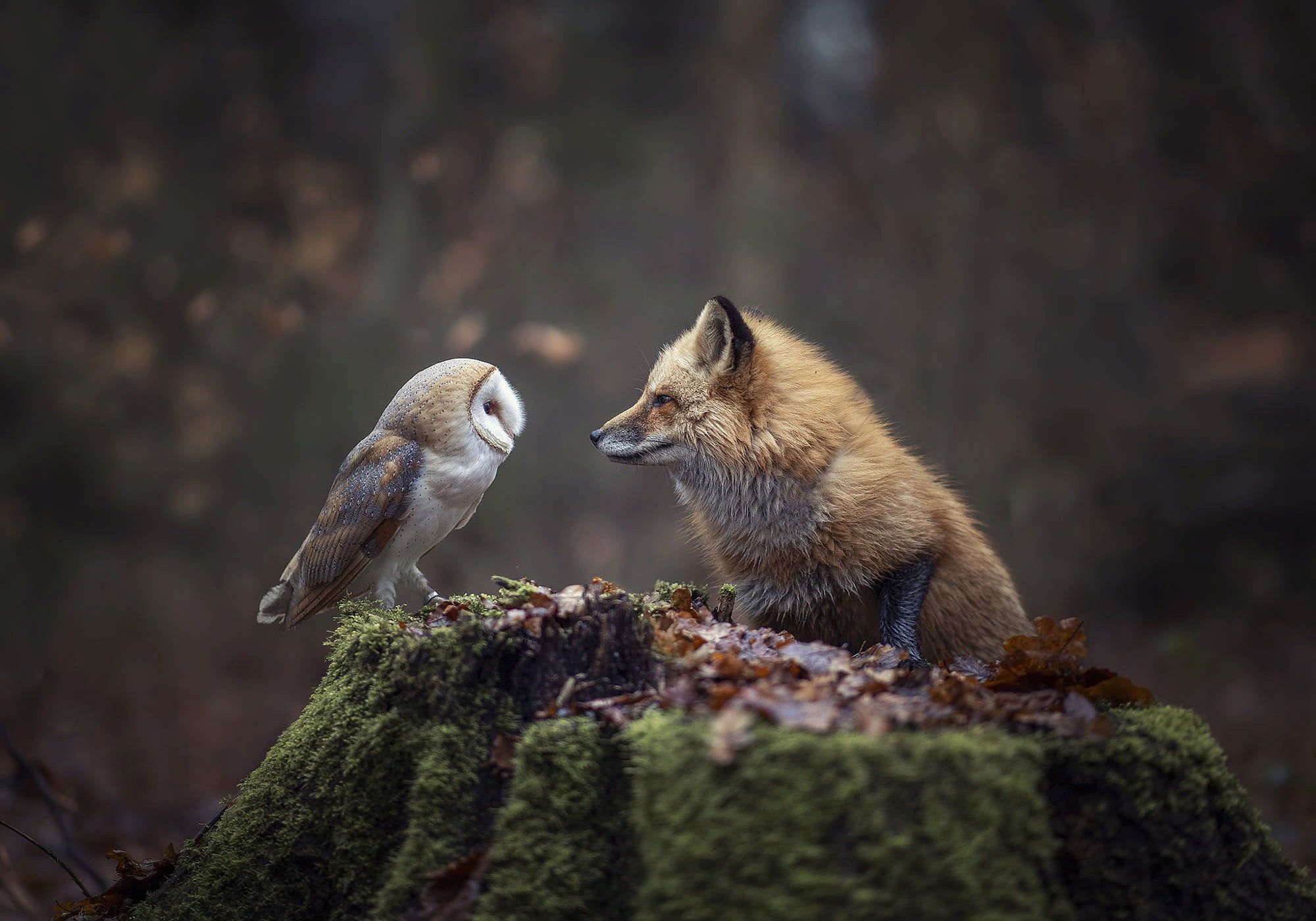 A fox and an owl are standing next to each other - Fox