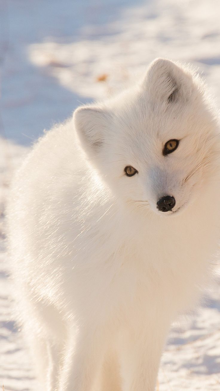 A white fox in the snow with its eyes closed - Fox