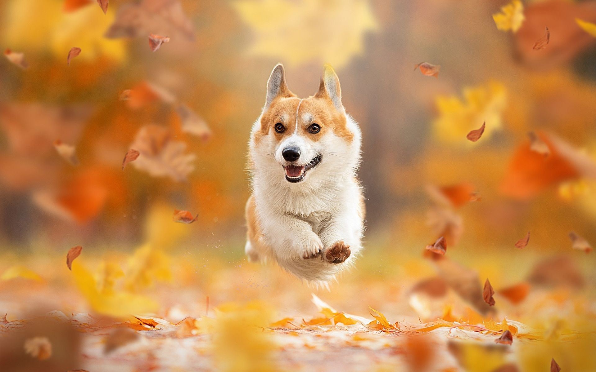 Corgi Wallpaper HD Free Download