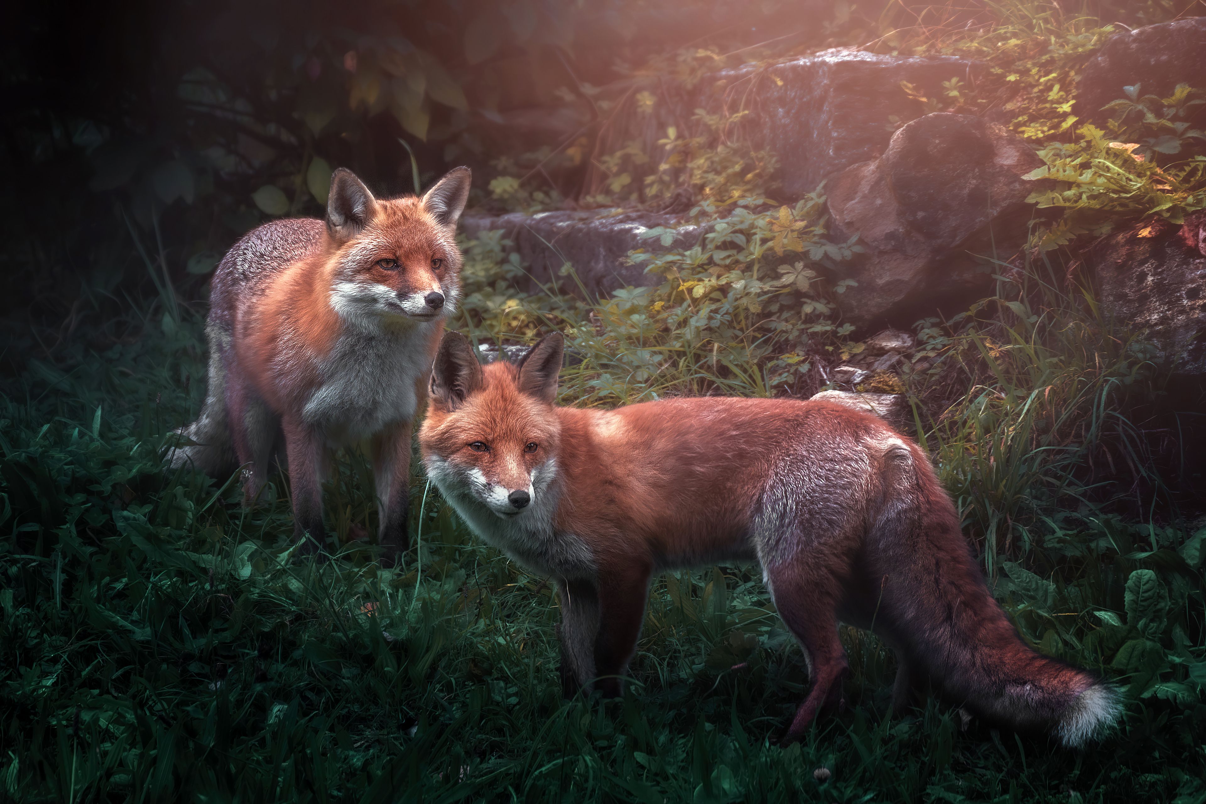 Two foxes are standing in a field - Fox