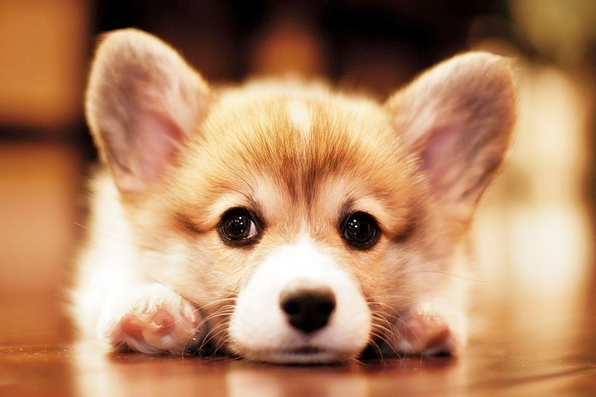 Corgi Puppy Wallpaper