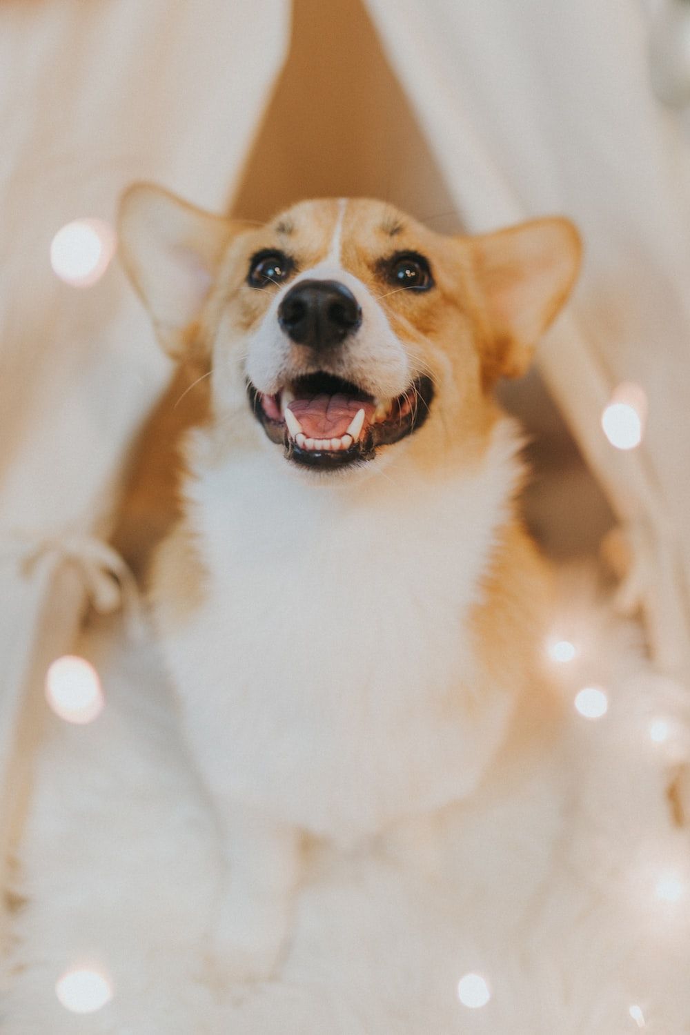 adult white and tan corgi photo