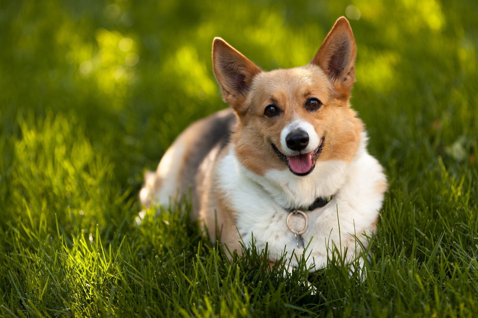 Corgi Wallpaper for Computer