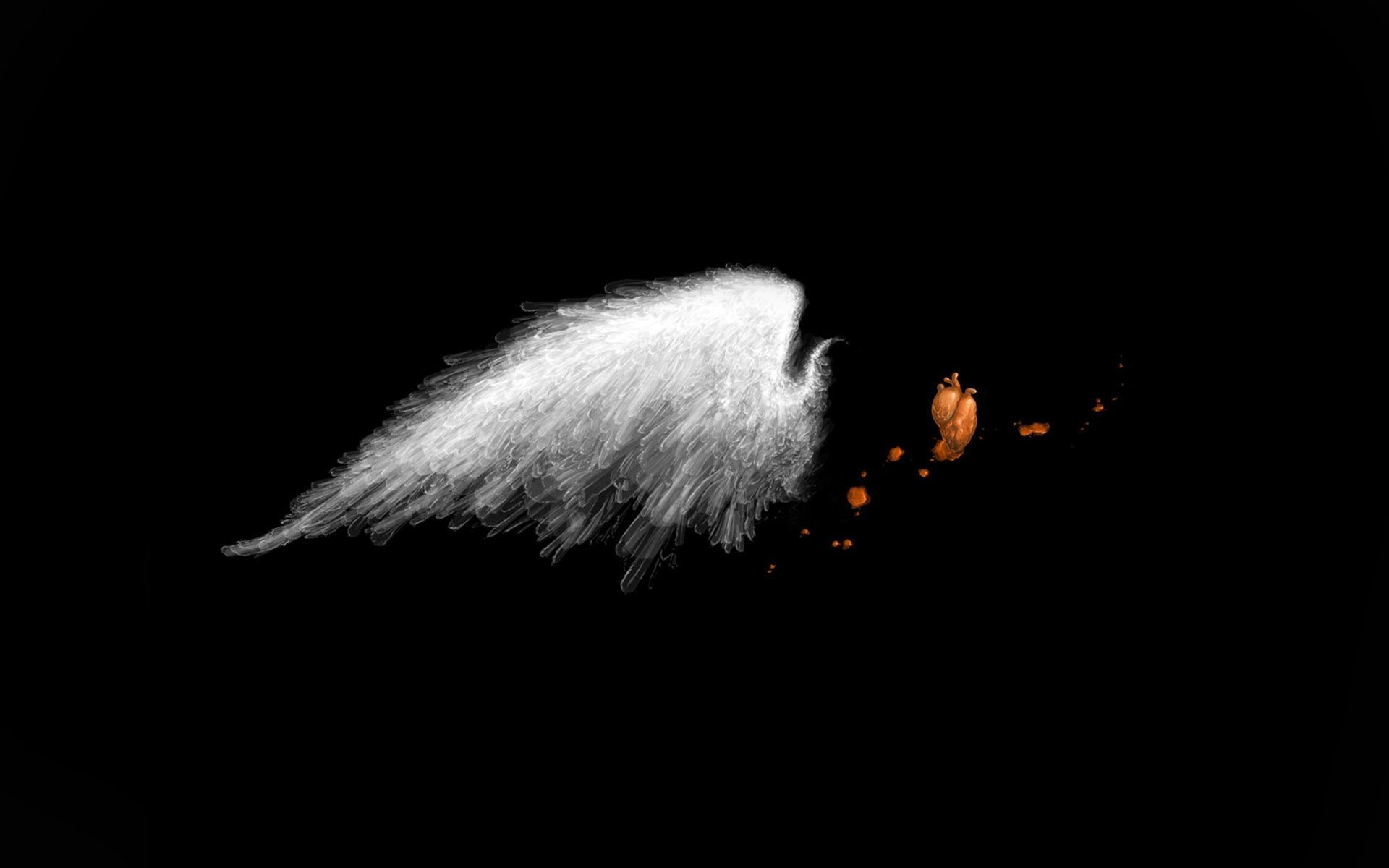 A white feathered wing against a black background - Angels