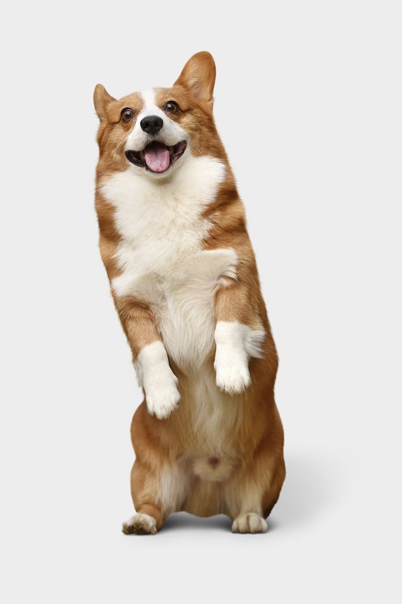 Welsh Corgi Image Wallpaper