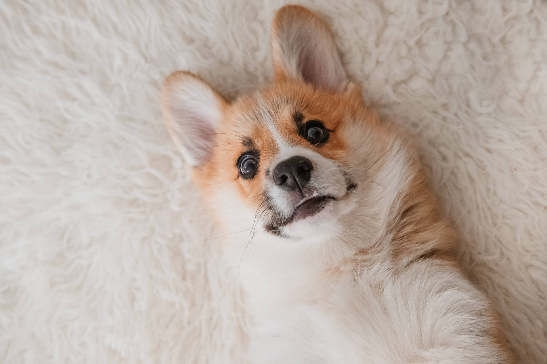 Free Corgi Wallpaper Downloads, Corgi Wallpaper for FREE