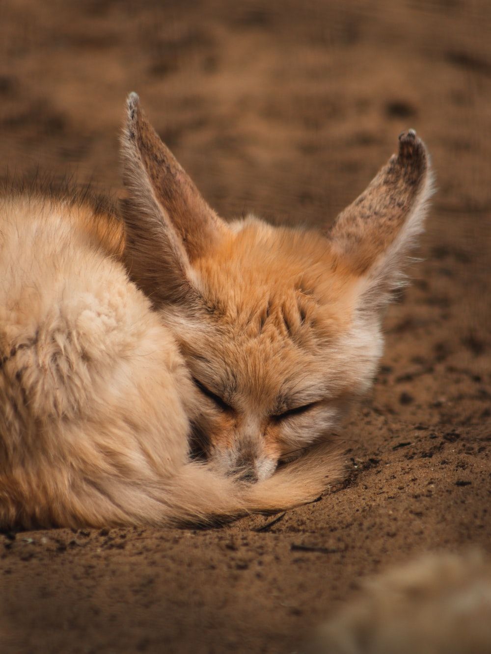 A small animal is sleeping on the ground - Fox