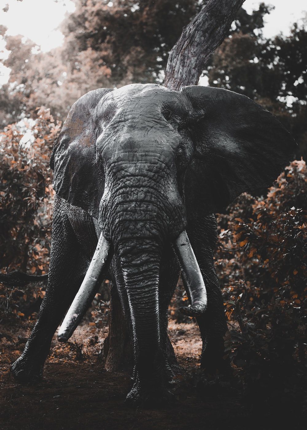 An elephant walking in the forest - Elephant