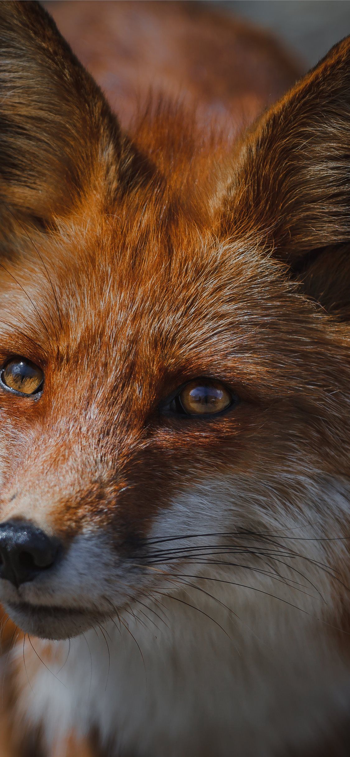 Download wallpaper fox, face, look, eyes, whiskers, fur, close-up, macro photography free desktop wallpaper in the resolution 1242x2208 - picture no. 124222 - Fox