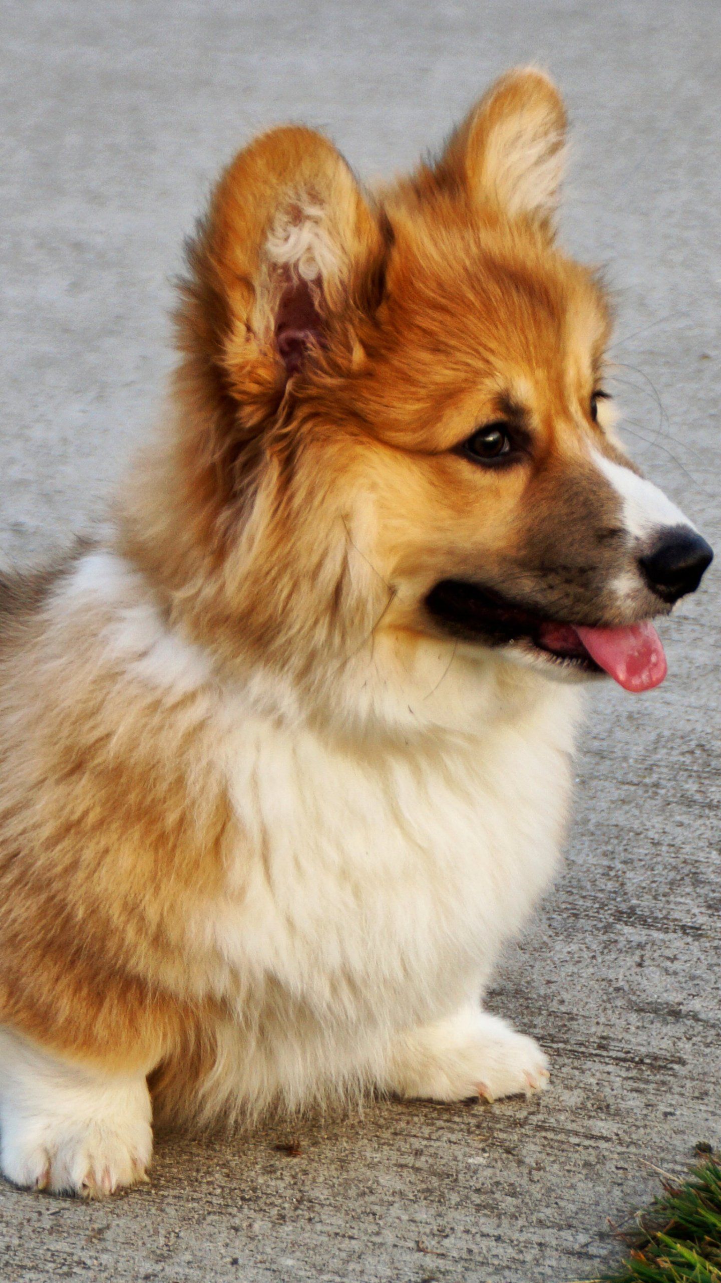 Corgi Wallpaper, Android & Desktop Background