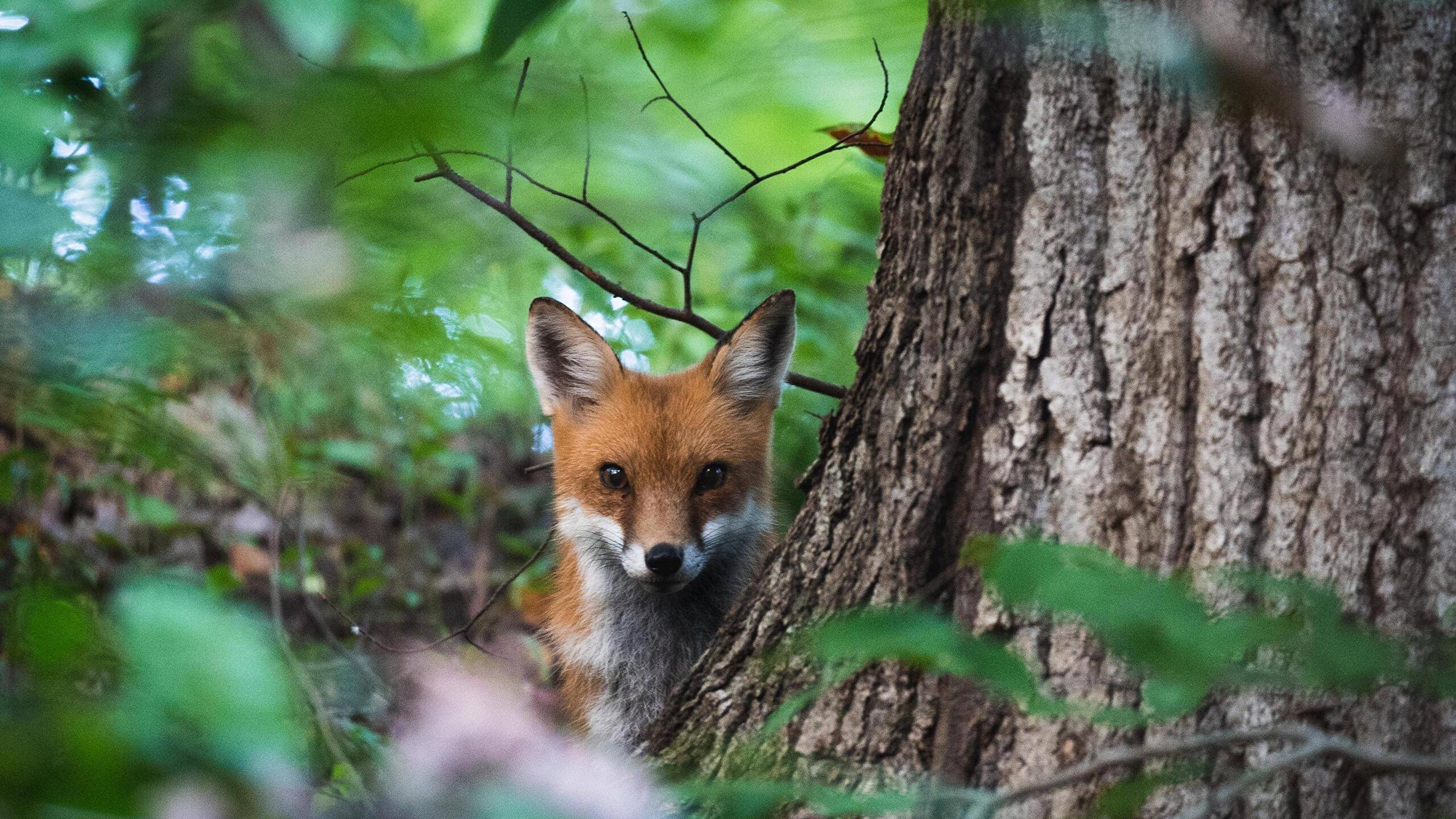 A fox peeks out from behind the trunk of tree - Fox