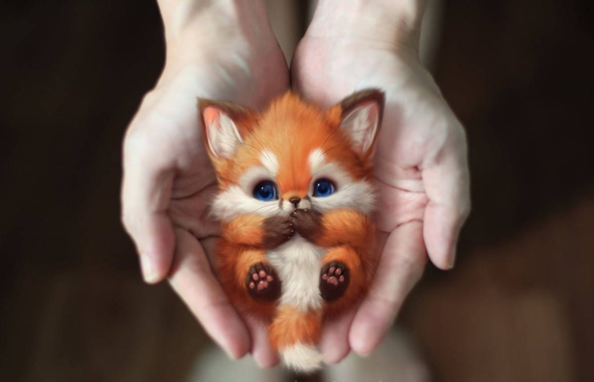 A small fox held in two hands with a dark background. - Fox