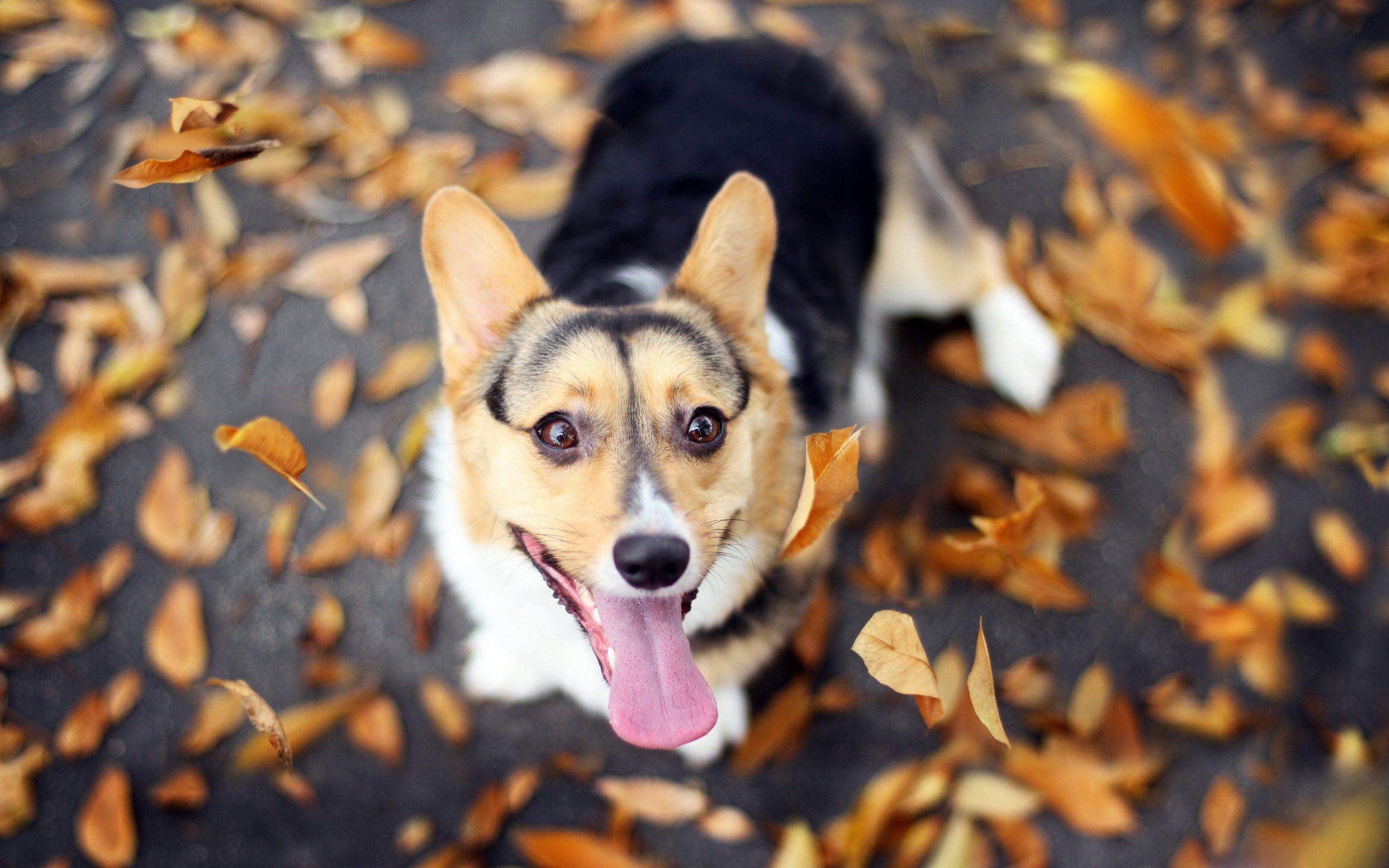 Corgi Wallpaper HD