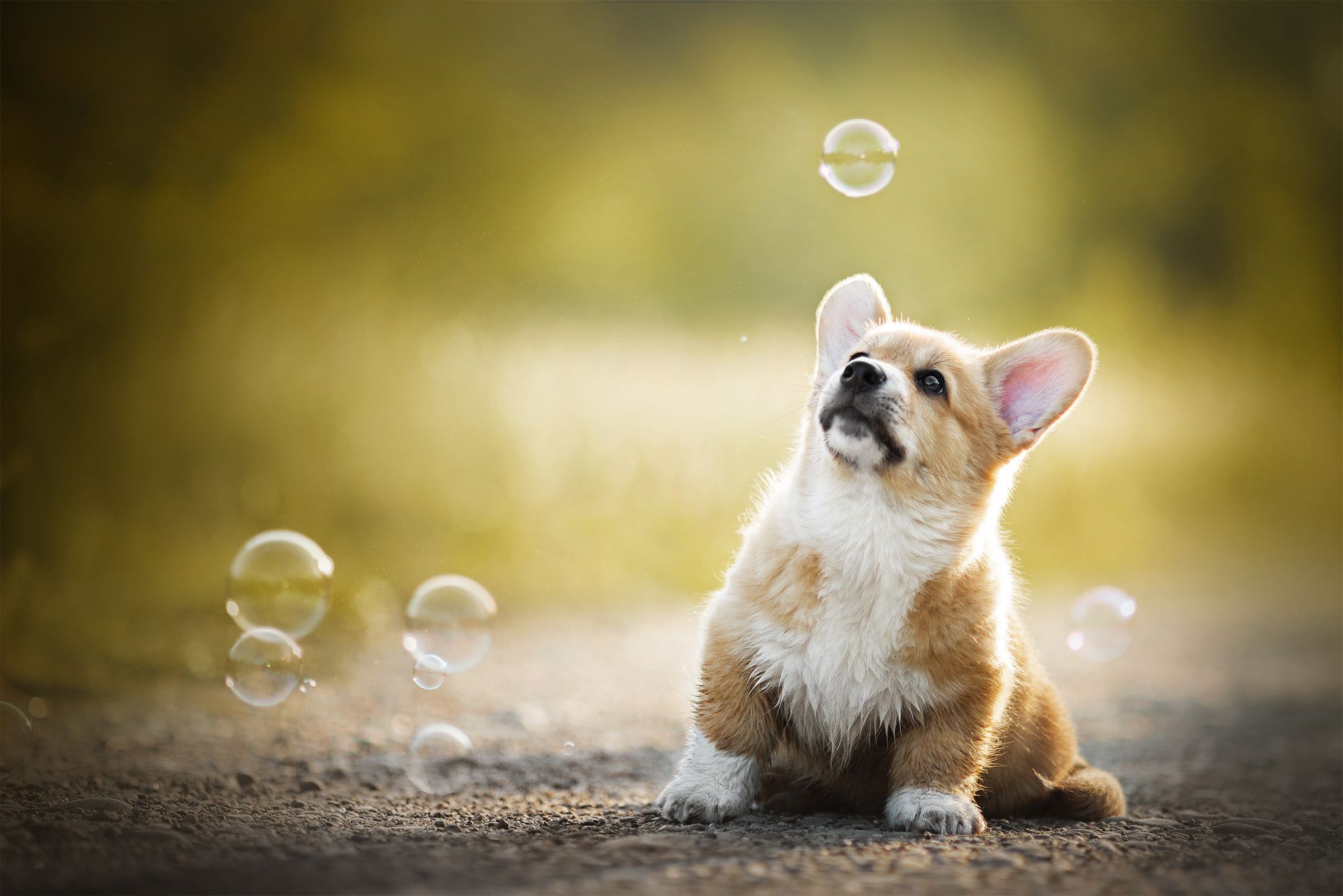 Free download 130 Corgi HD Wallpaper and Background [2048x1367] for your Desktop, Mobile & Tablet. Explore Corgi Laptop Wallpaper. Welsh Corgi Wallpaper, Corgi Wallpaper, Corgi Wallpaper for Computer