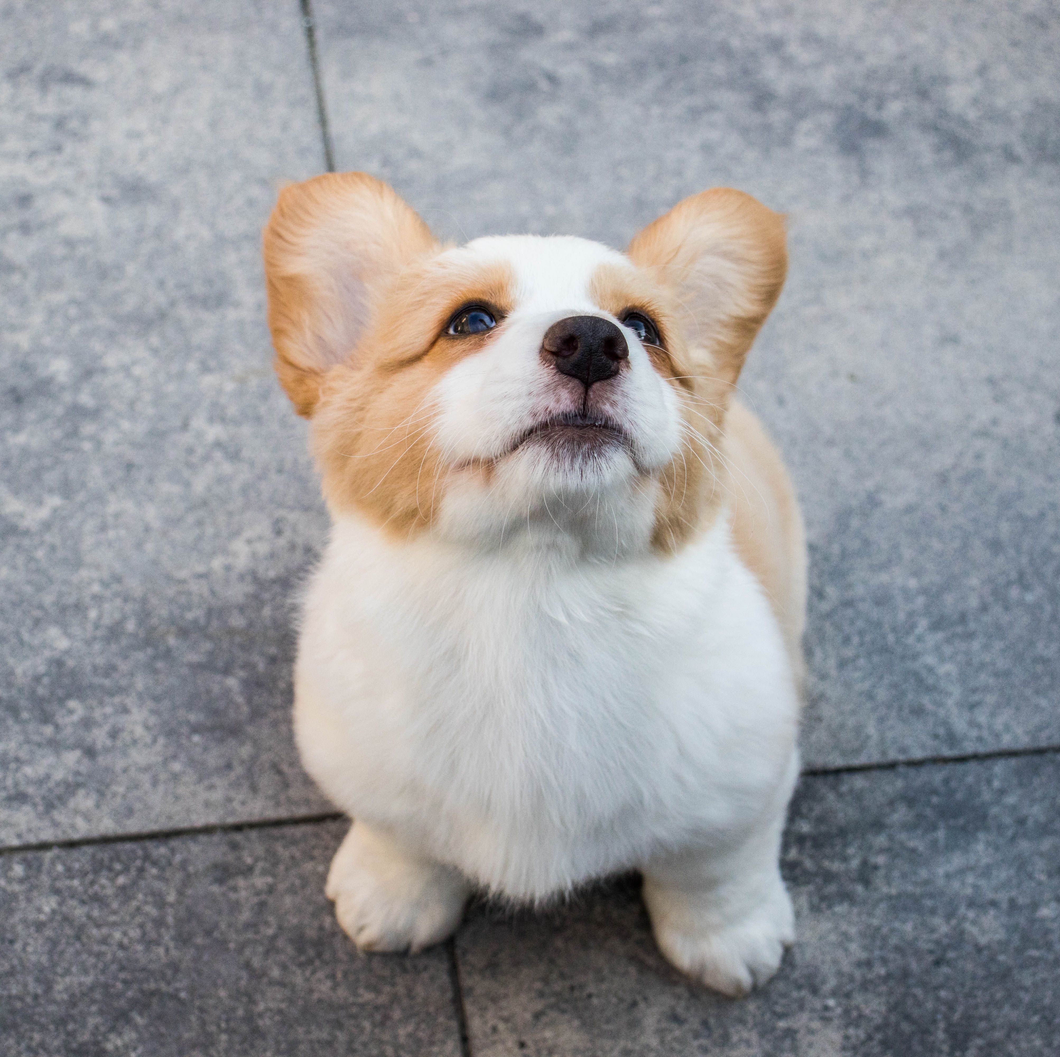 Corgi Photo, Download Free Corgi & HD Image