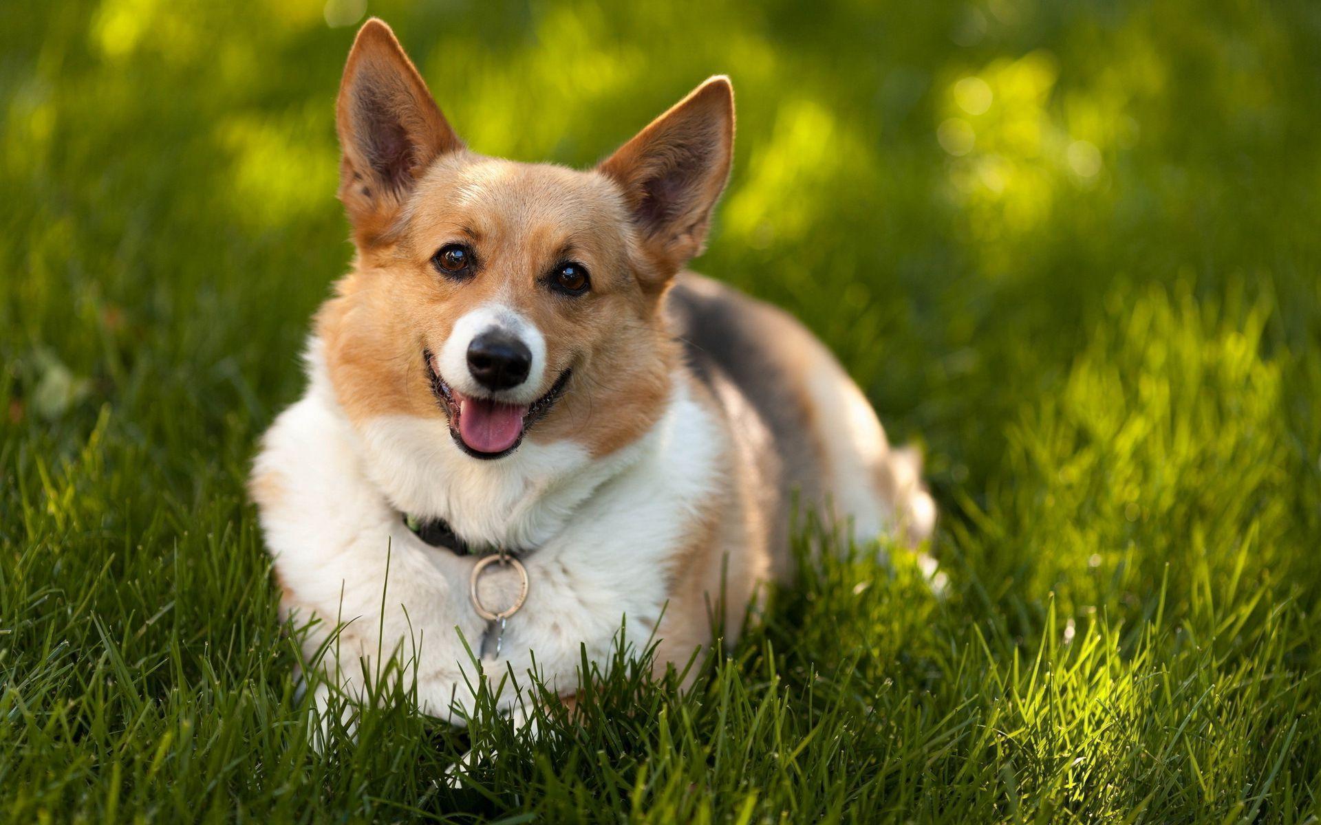 Free download Corgi Wallpaper [1920x1200] for your Desktop, Mobile & Tablet. Explore Corgi Wallpaper. Welsh Corgi Wallpaper, Corgi Wallpaper for Computer, Corgi Desktop Wallpaper